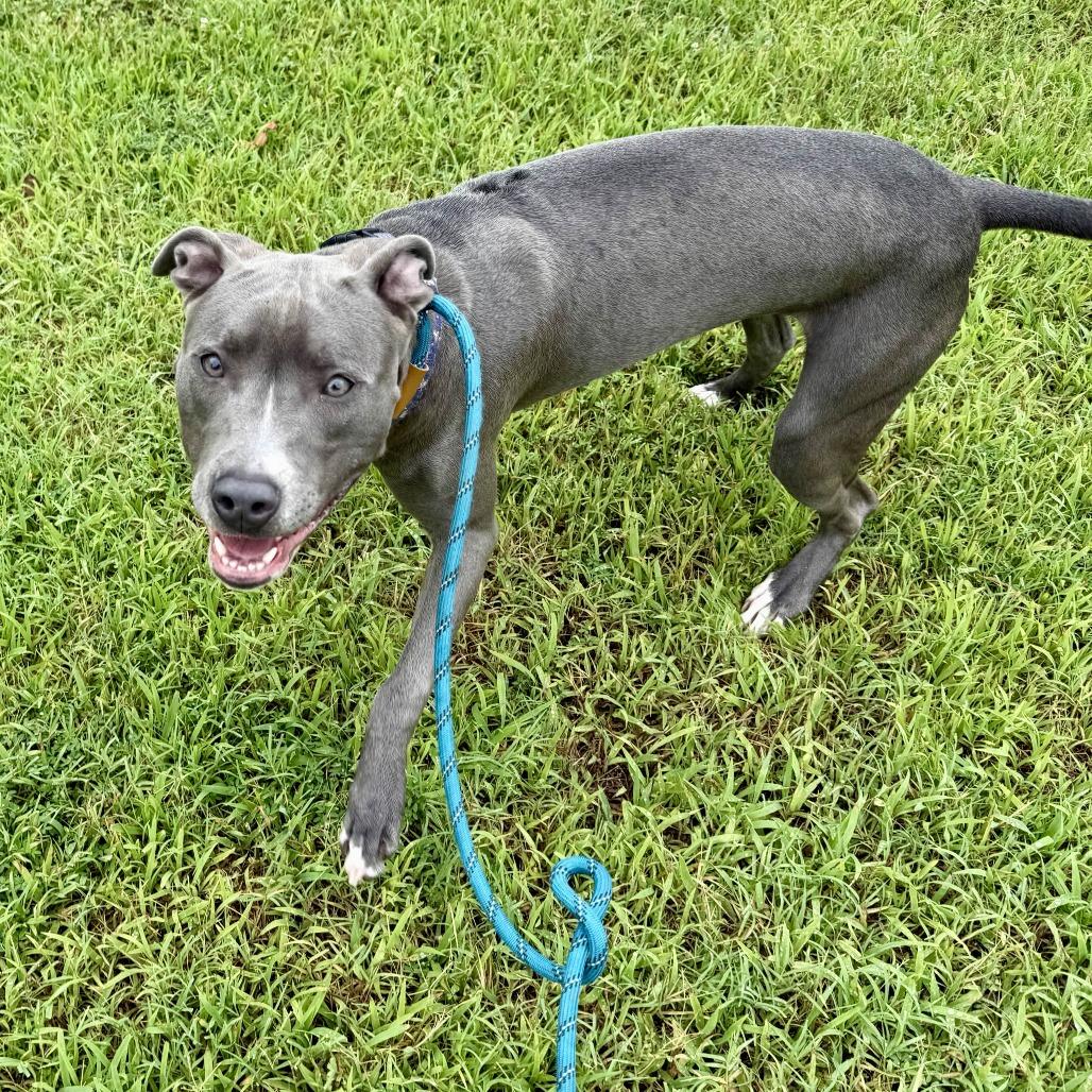Chase, Adoptable, Young Male Mixed Breed & Boxer.