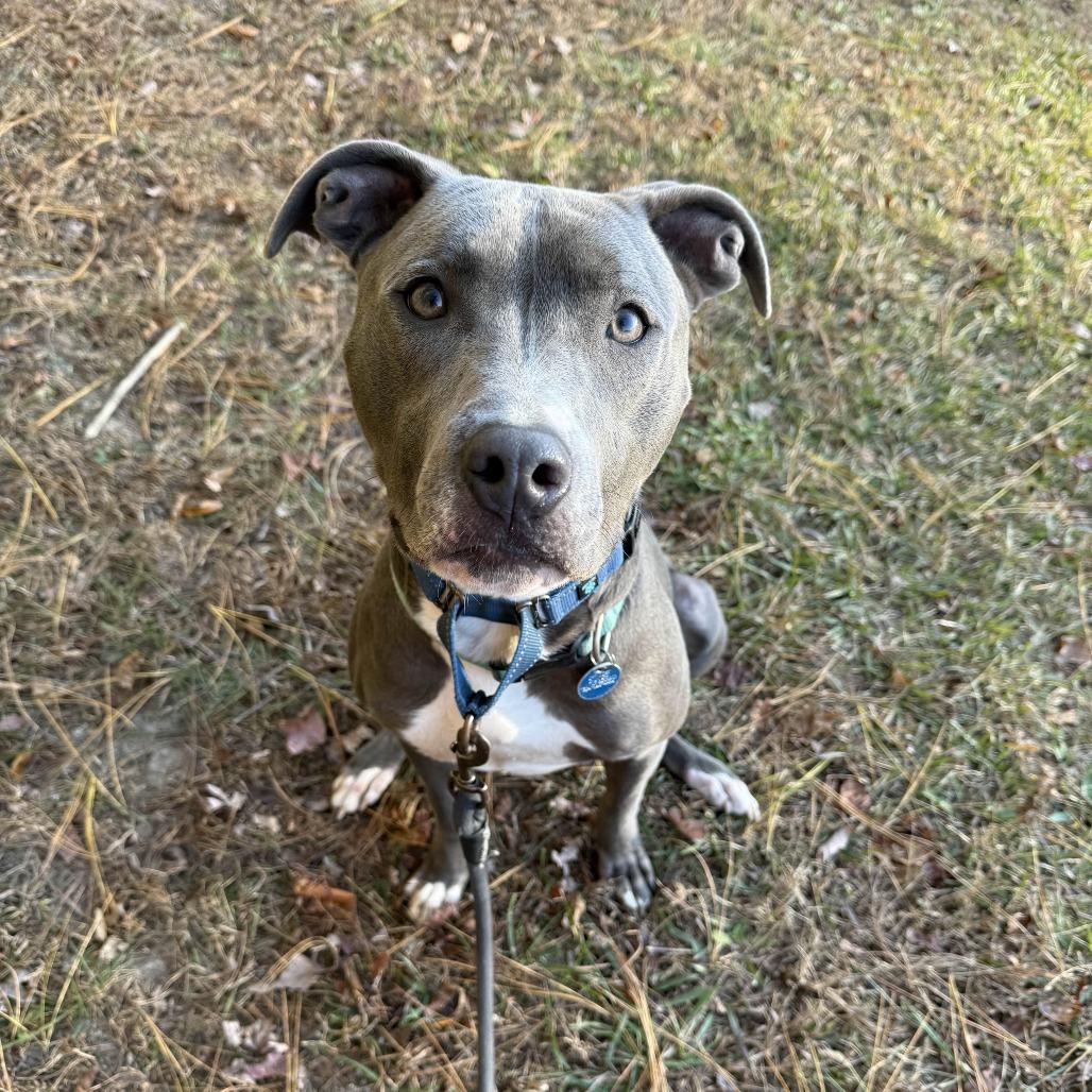 Enlarge Chase, a Adoptable mixed breed in Gloucester, VA image 4/5
