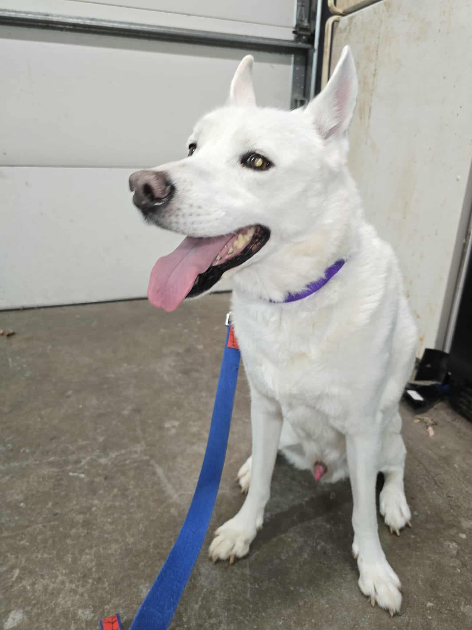 Enlarge Ghost, a Adoptable Shepherd in hinckley, IL image 1/3
