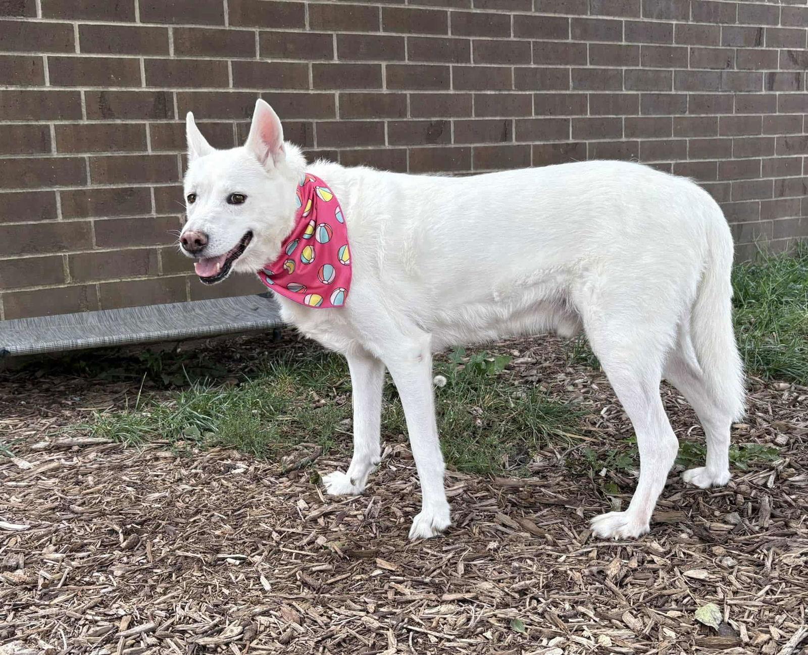 Enlarge Ghost, a Adoptable Shepherd in hinckley, IL image 2/3