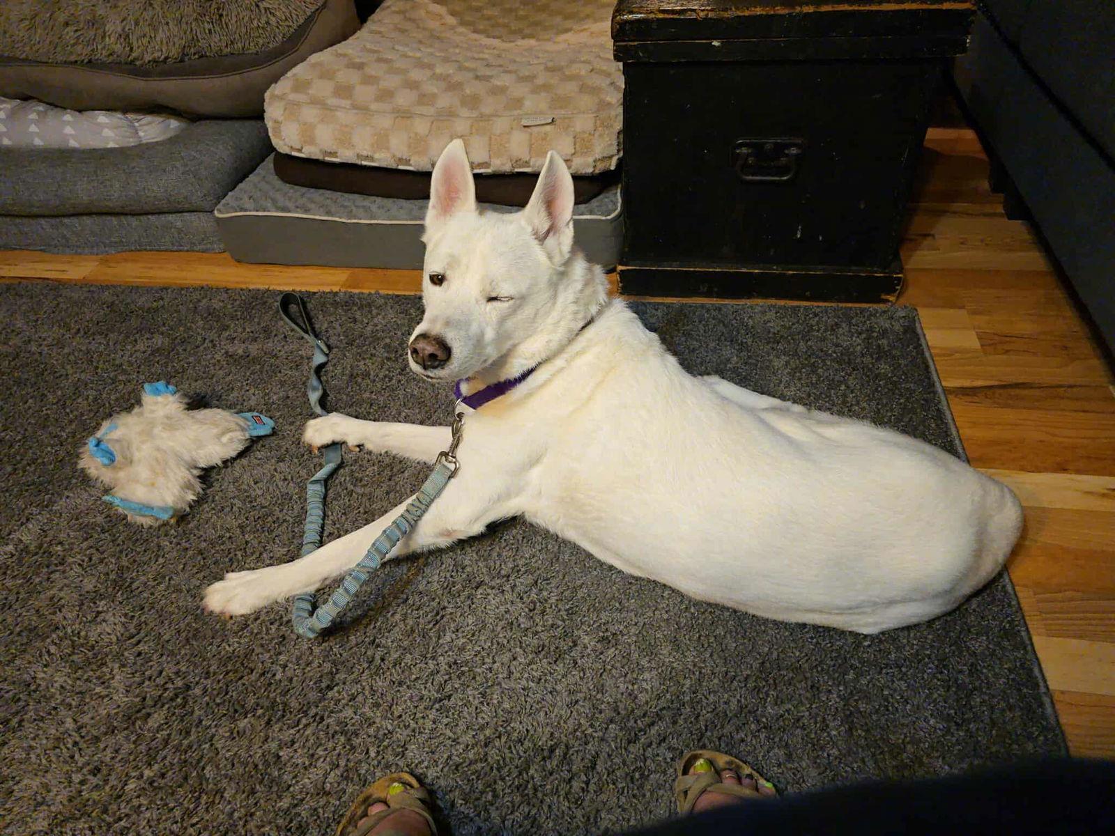 Enlarge Ghost, a Adoptable Shepherd in hinckley, IL image 3/3