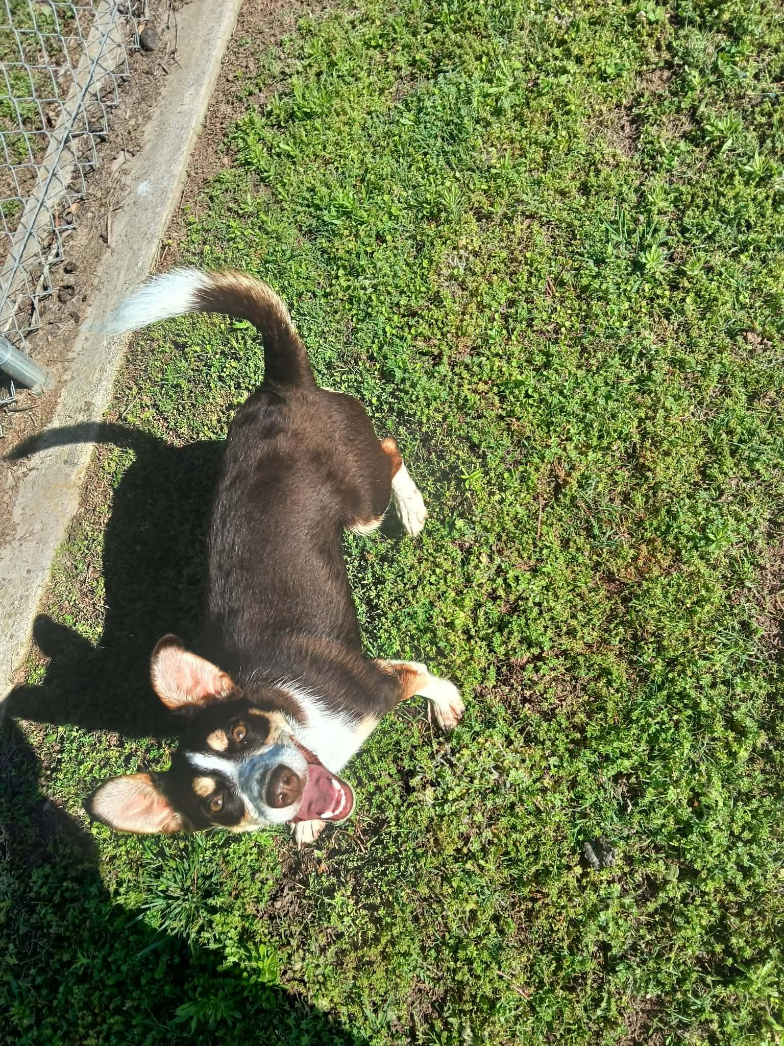 Enlarge Soprano, an adopted mixed breed in Harrison, AR image 3/3