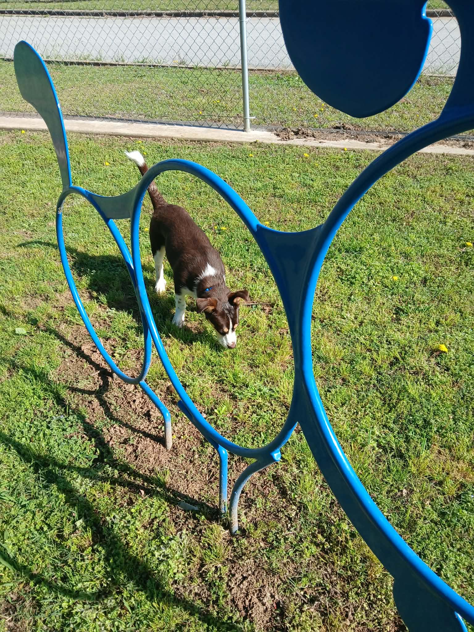 Enlarge Soprano, an adopted mixed breed in Harrison, AR image 2/3