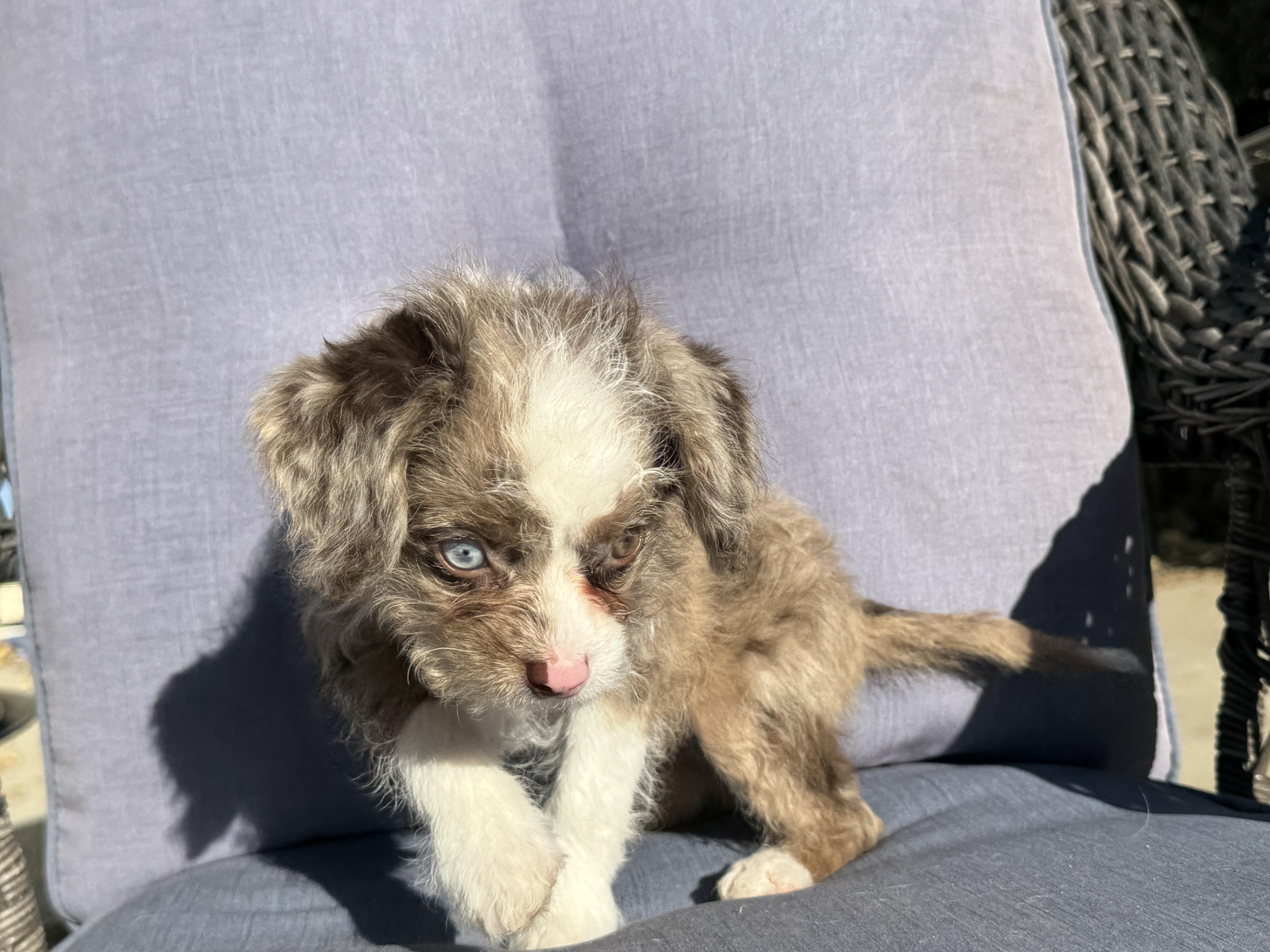 Piglet , a ADOPTABLE mixed breed in ontario, CA image 4/6