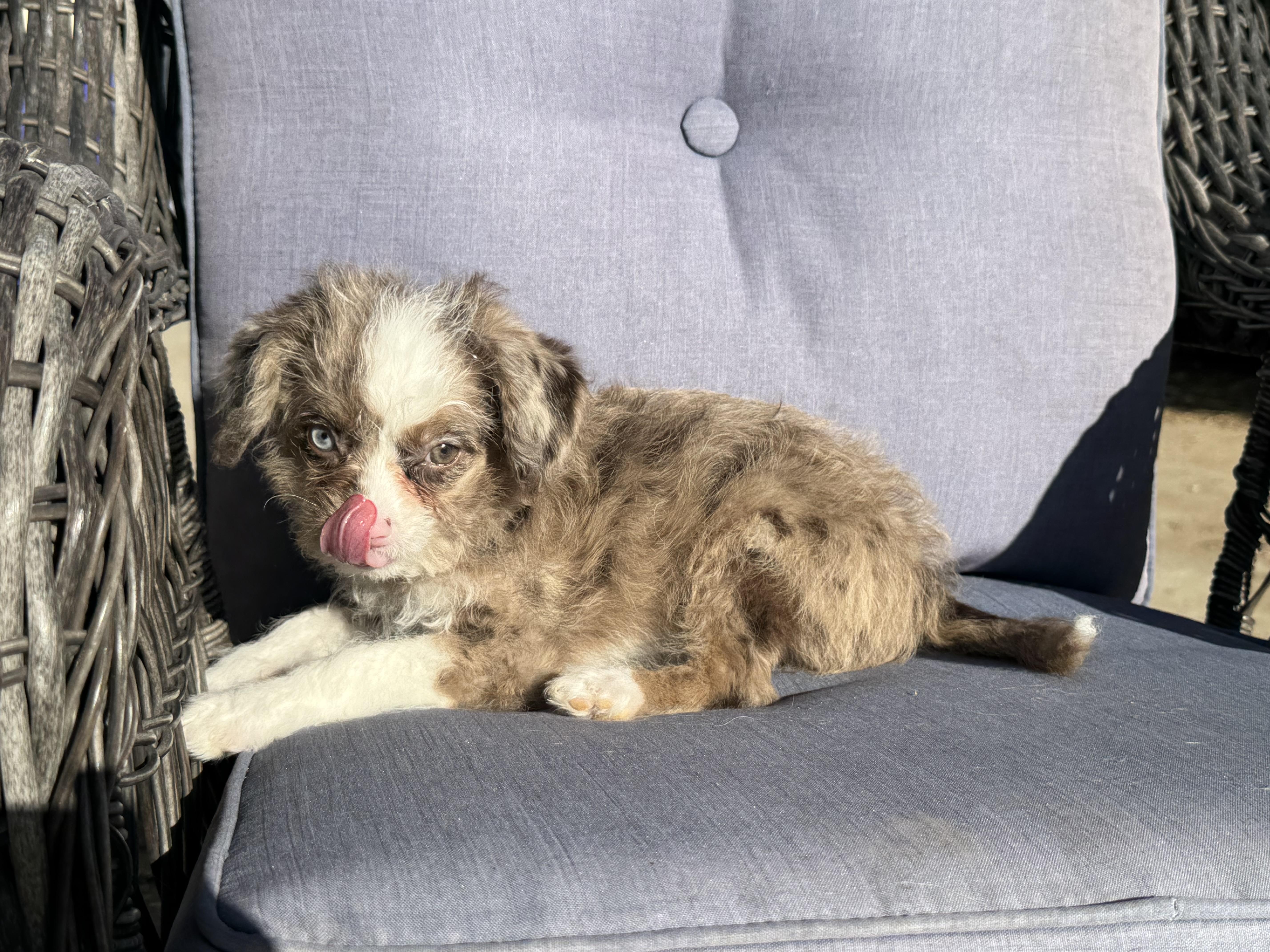 Piglet , a ADOPTABLE mixed breed in ontario, CA image 6/6