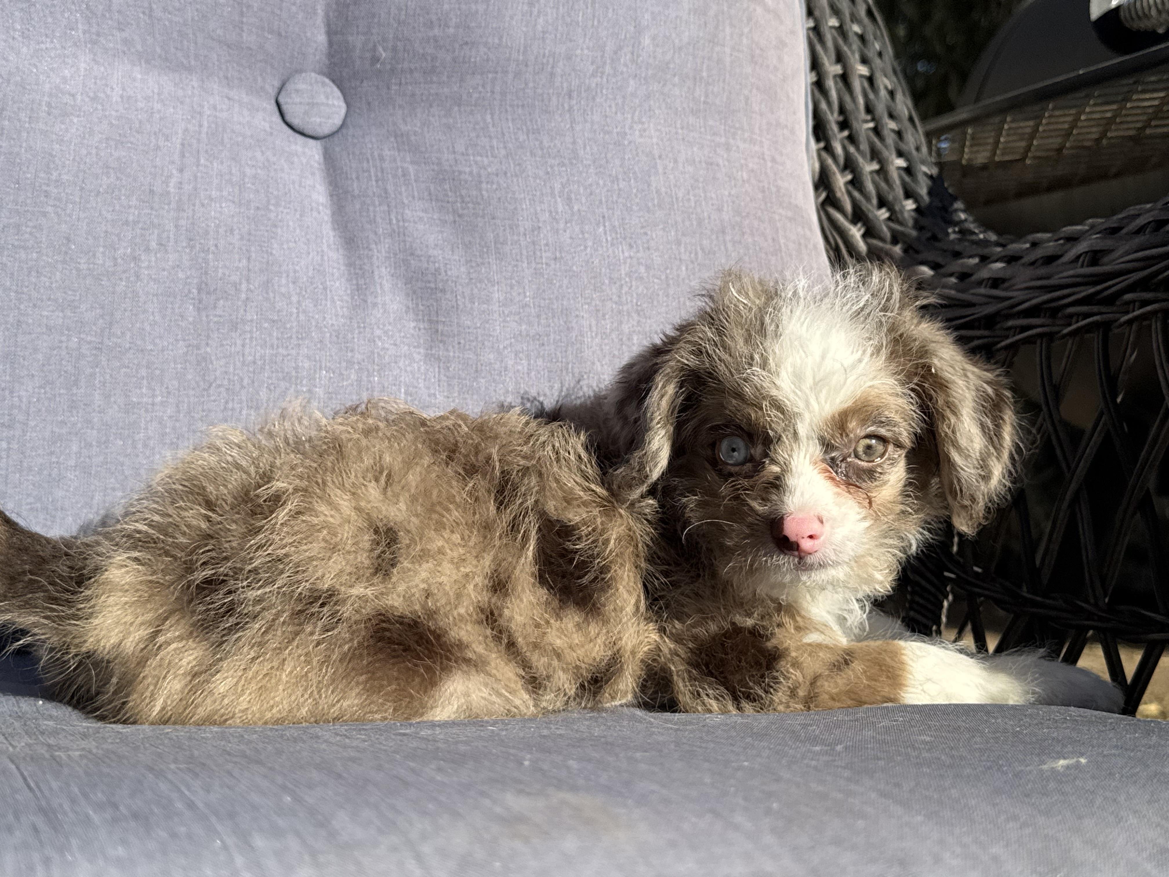 Piglet , a ADOPTABLE mixed breed in ontario, CA image 5/6