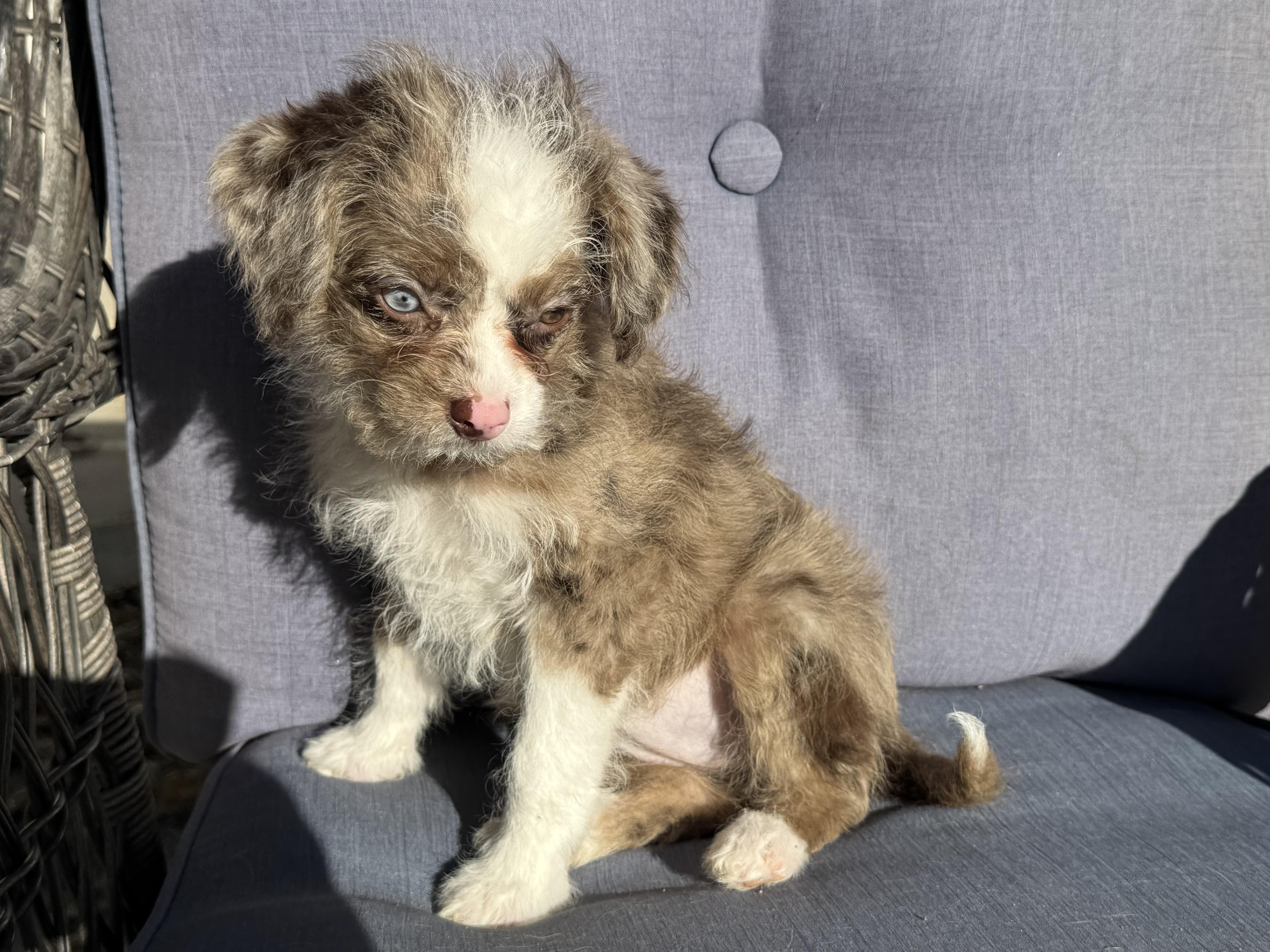 Piglet , a ADOPTABLE mixed breed in ontario, CA image 2/6