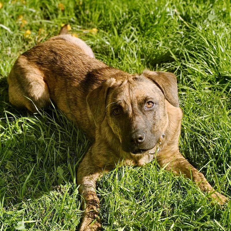 Savannah, Adoptable, Young Female Plott Hound.