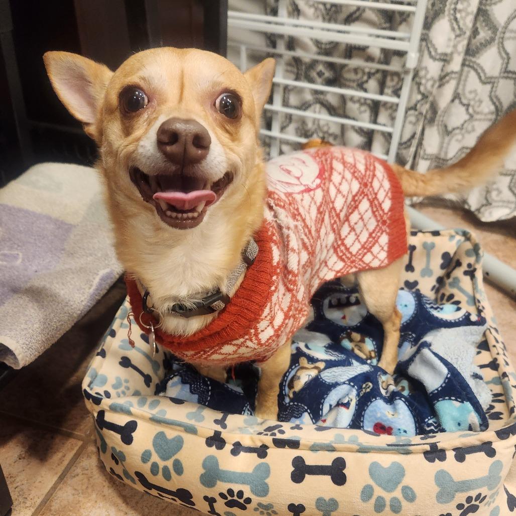 Enlarge Buddy, a Adoptable Chihuahua in Colorado Springs, CO image 1/6