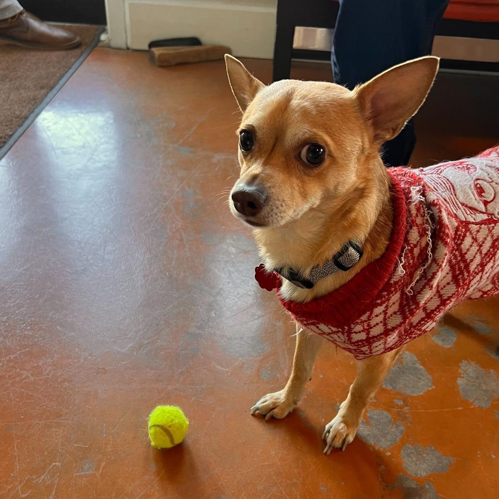 Enlarge Buddy, a Adoptable Chihuahua in Colorado Springs, CO image 3/6