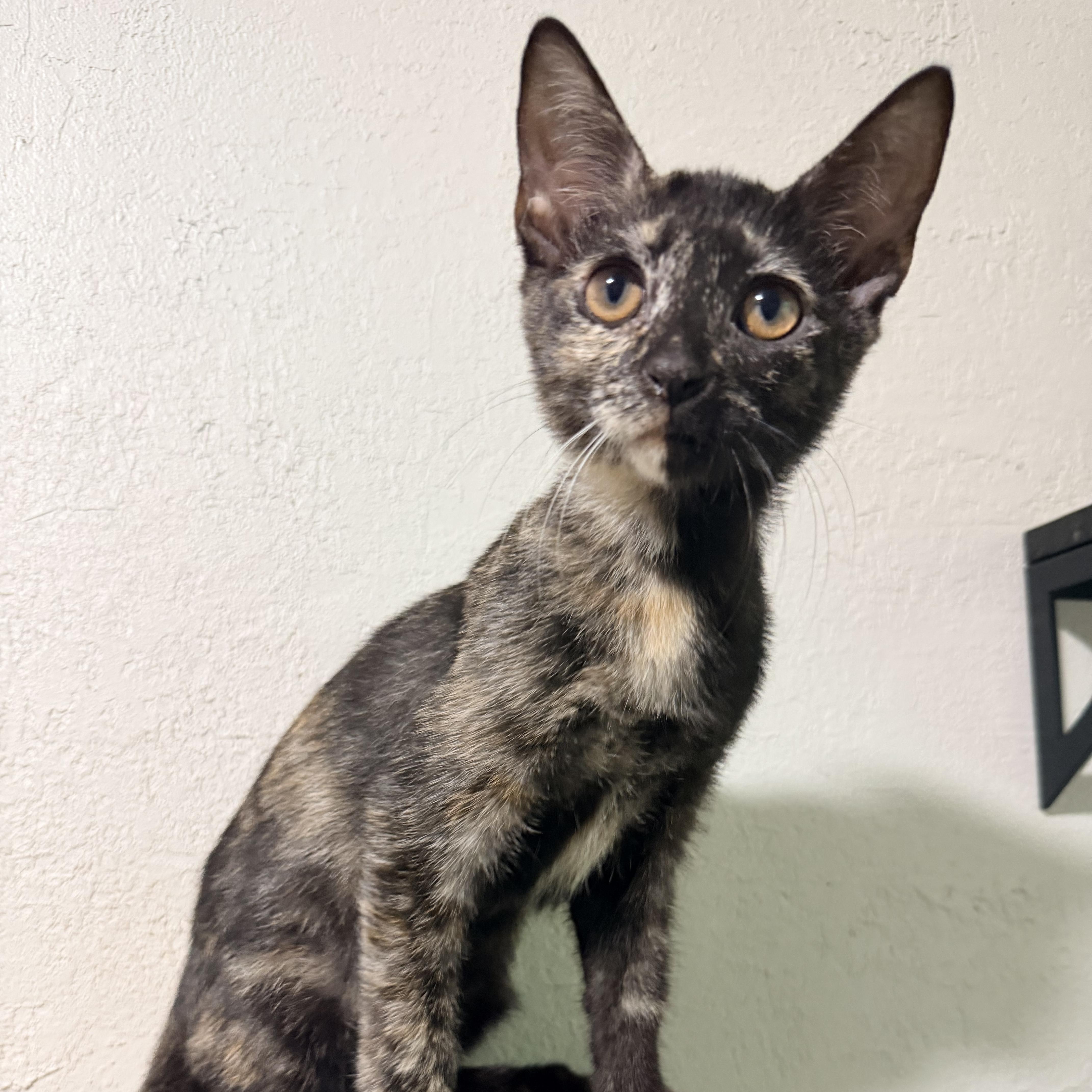 Diana, Adopted, Kitten Female Tortoiseshell.