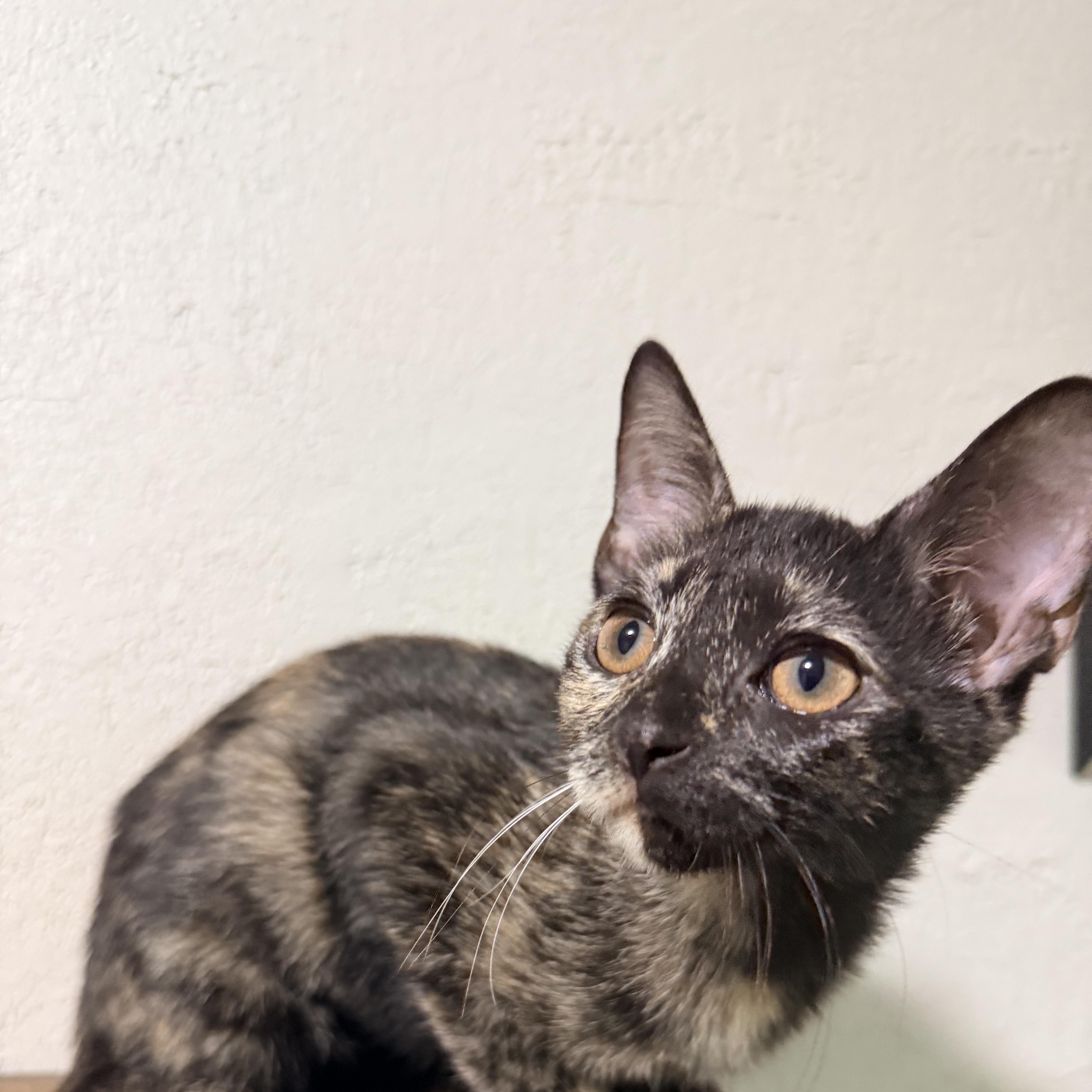 Enlarge Diana, a Adopted Tortoiseshell in Greensboro, NC image 3/4