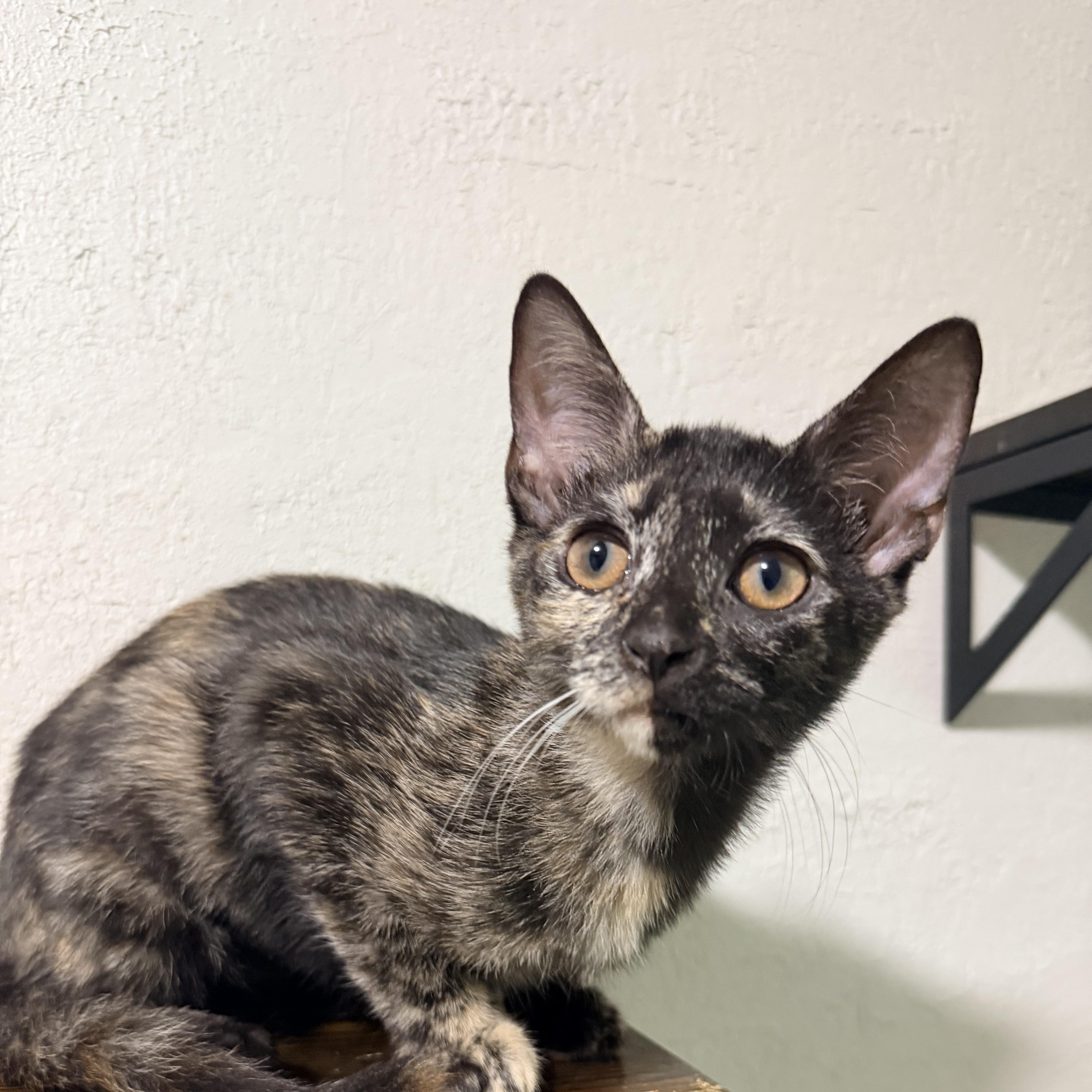 Enlarge Diana, a Adopted Tortoiseshell in Greensboro, NC image 2/4