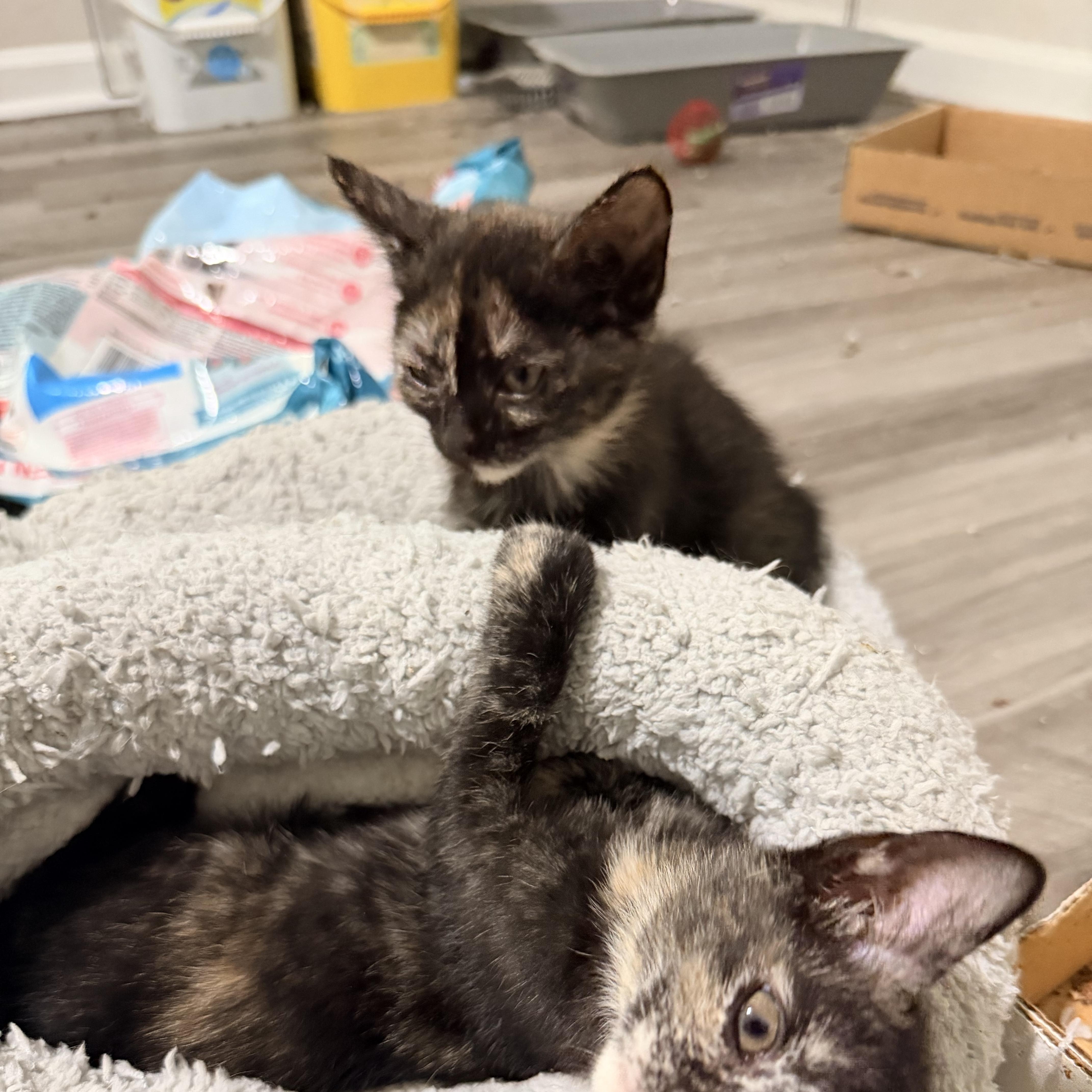 Enlarge Diana, a Adopted Tortoiseshell in Greensboro, NC image 4/4