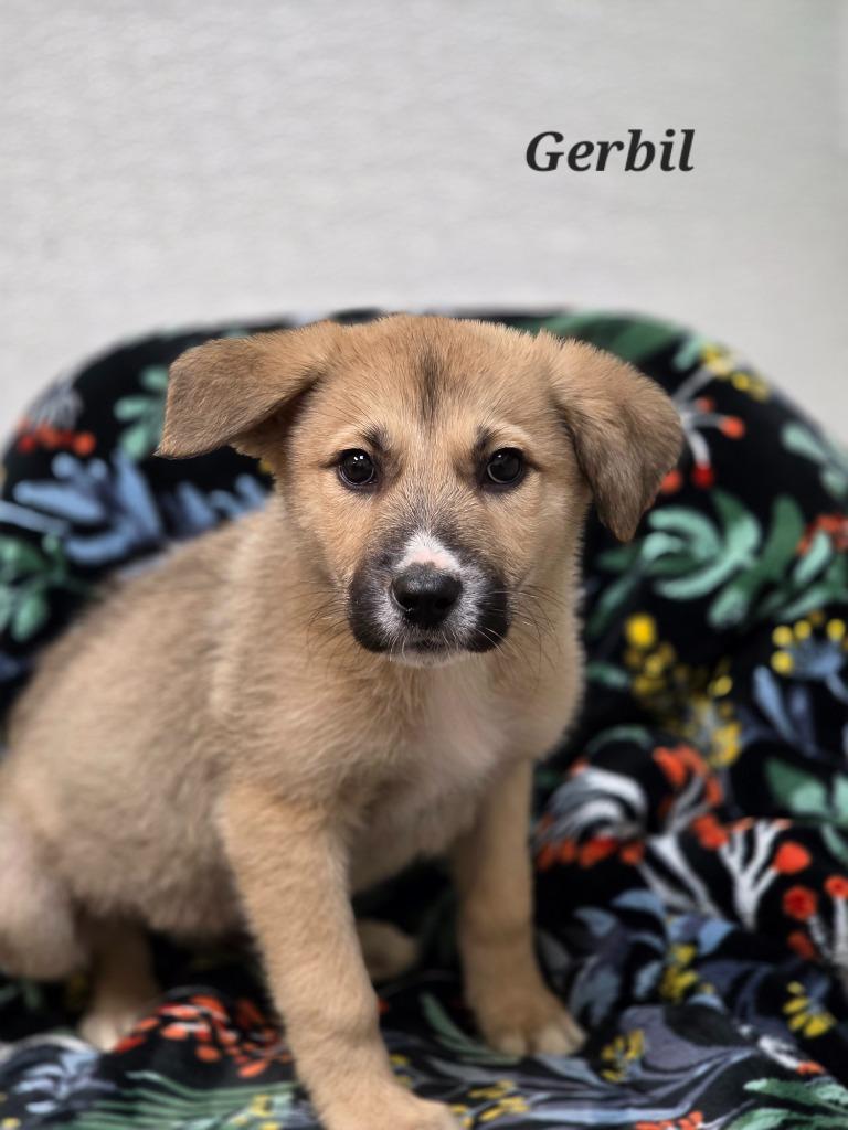 Gerbil, Adoptable, Puppy Male Australian Shepherd & Australian Cattle Dog / Blue Heeler.