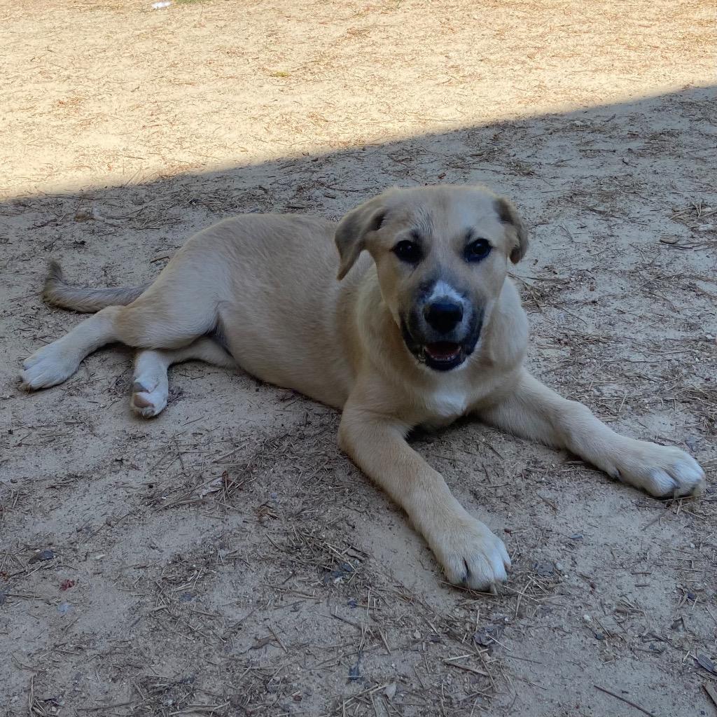 Enlarge Gerbil, a Adoptable mixed breed in Clinton, SC image 2/2