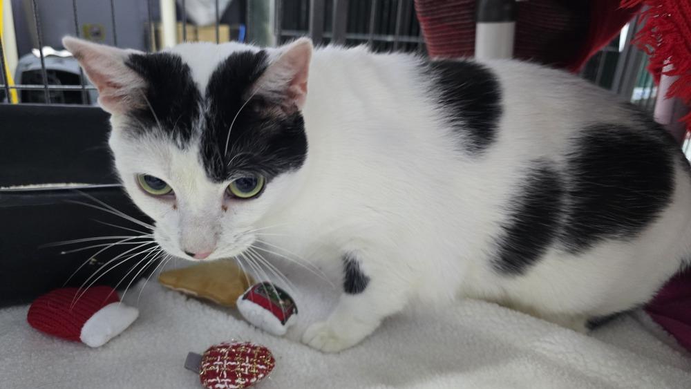 Enlarge Rhino, a Adoptable mixed breed in Mishawaka, IN image 1/3
