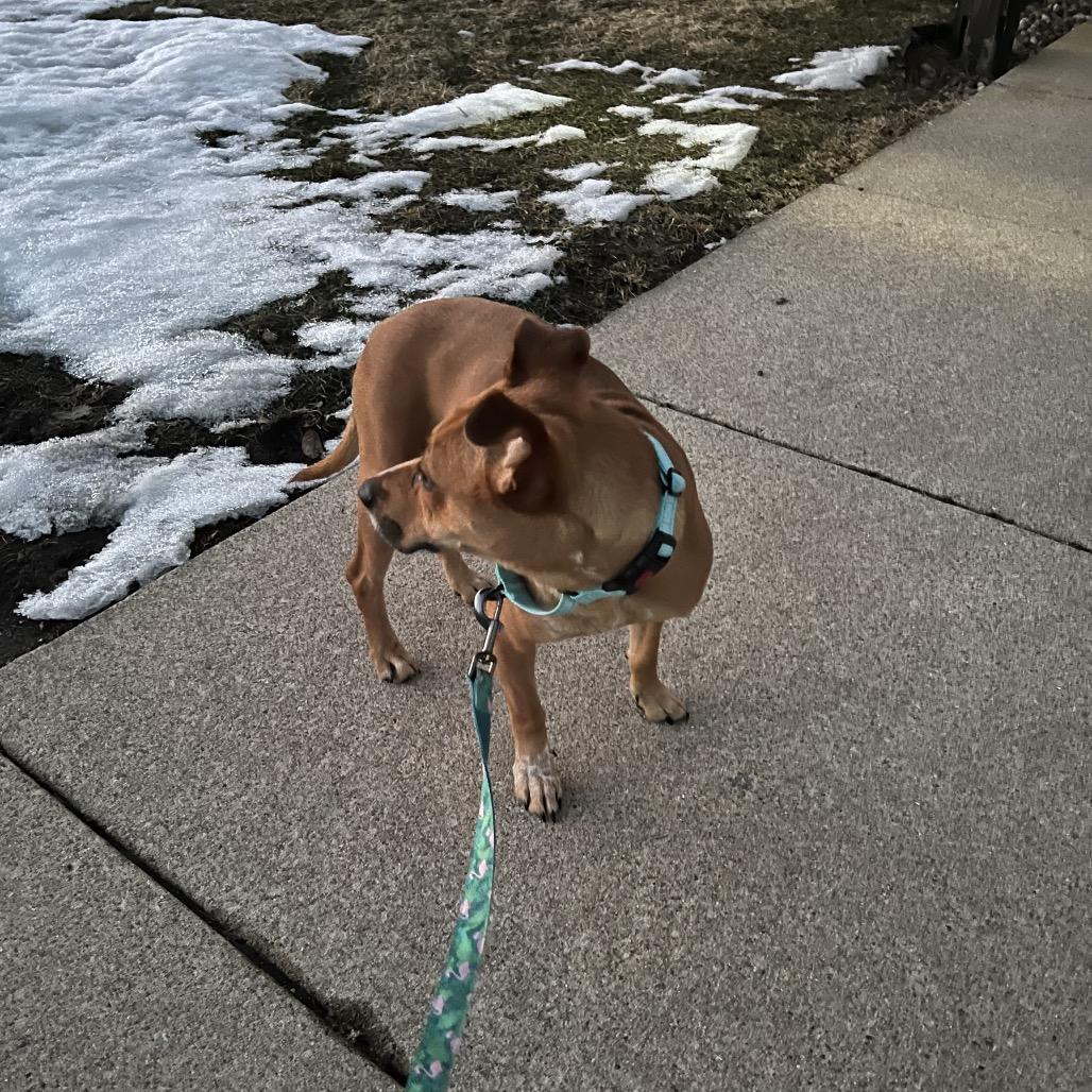 Rosa — thumbnail 2