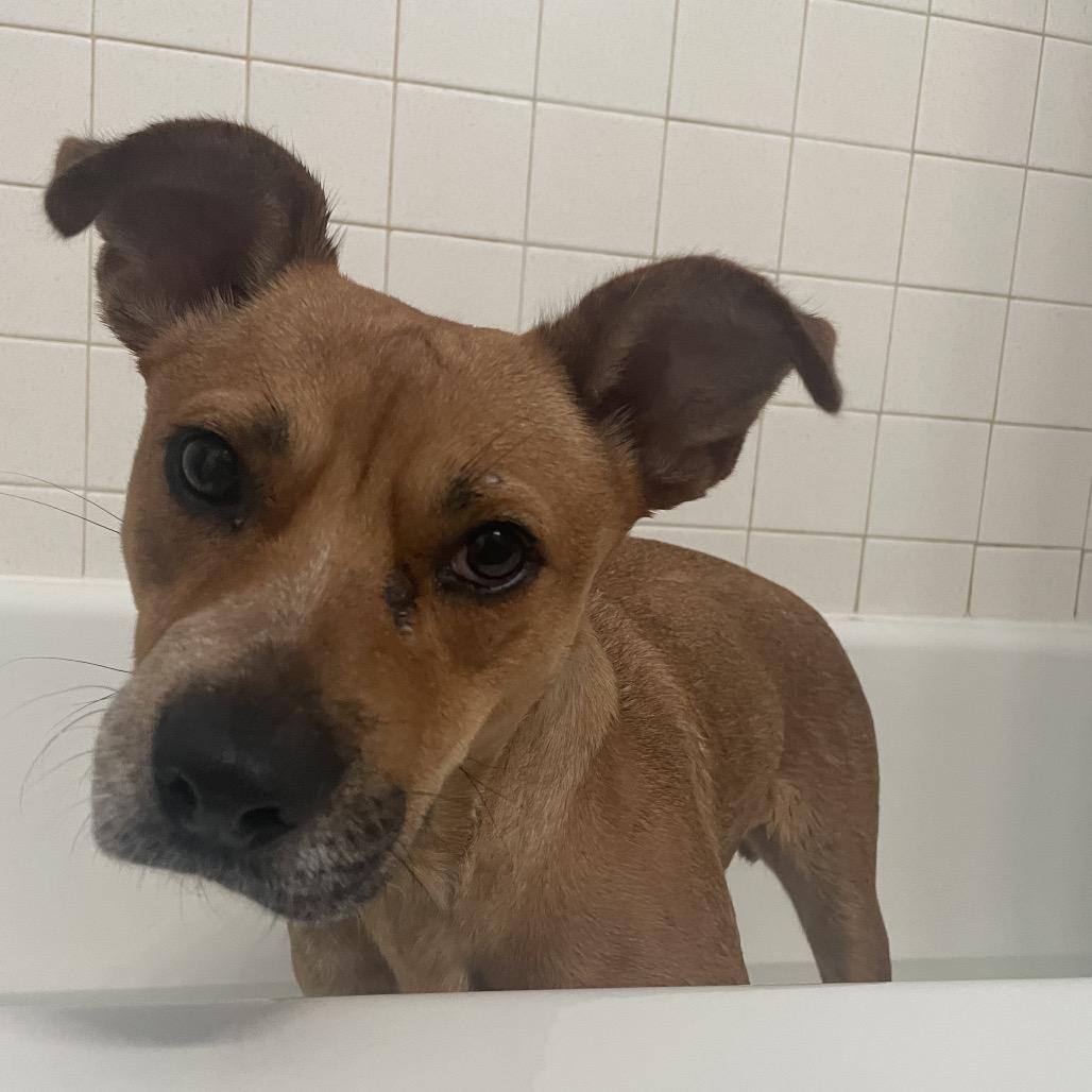 Rosa — thumbnail 4