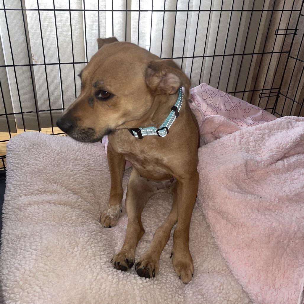 Rosa — thumbnail 5