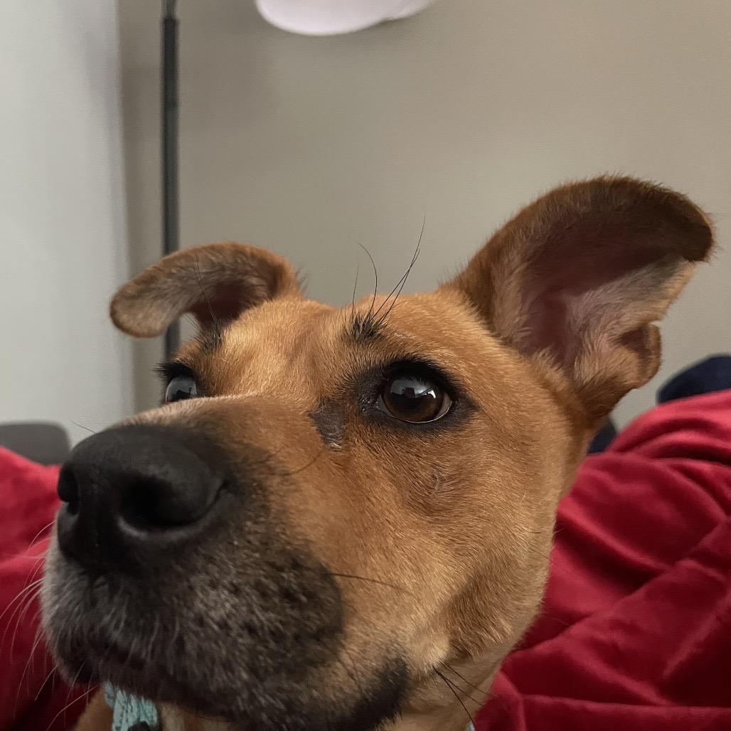 Rosa — thumbnail 6