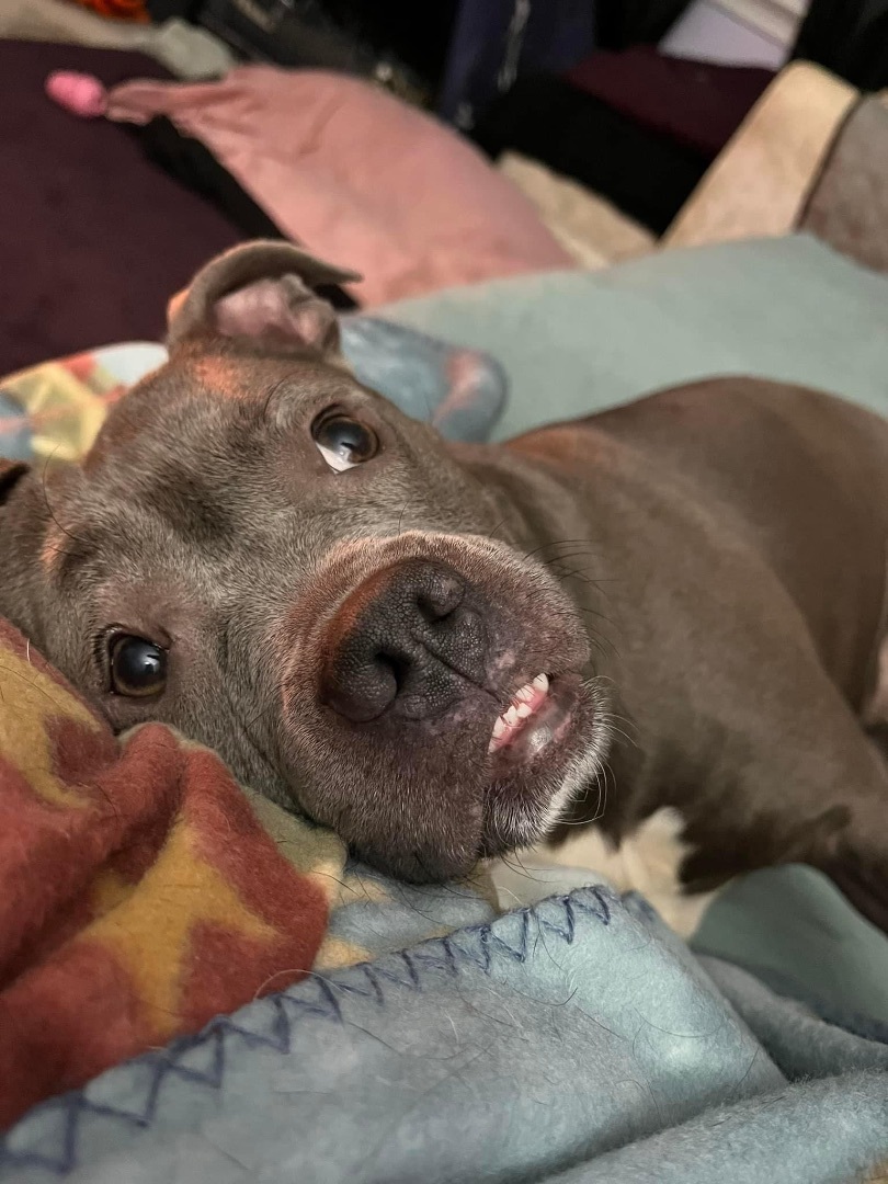 Enlarge Mary, a Adoptable Mixed Breed in Grandy, NC image 1/6