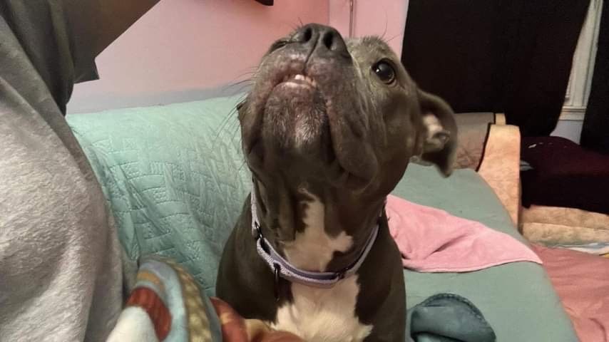 Enlarge Mary, a Adoptable Mixed Breed in Grandy, NC image 2/6