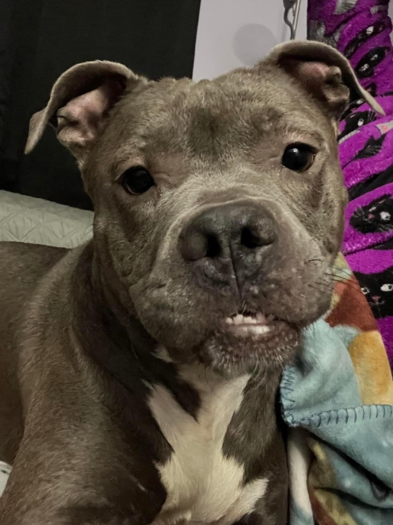 Enlarge Mary, a Adoptable Mixed Breed in Grandy, NC image 3/6