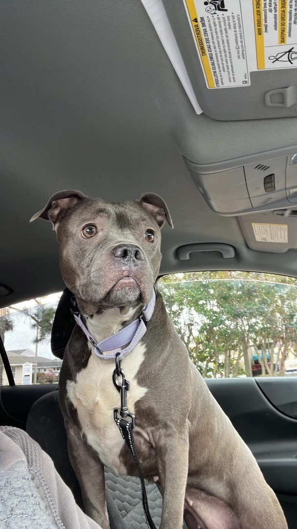 Enlarge Mary, a Adoptable Mixed Breed in Grandy, NC image 4/6