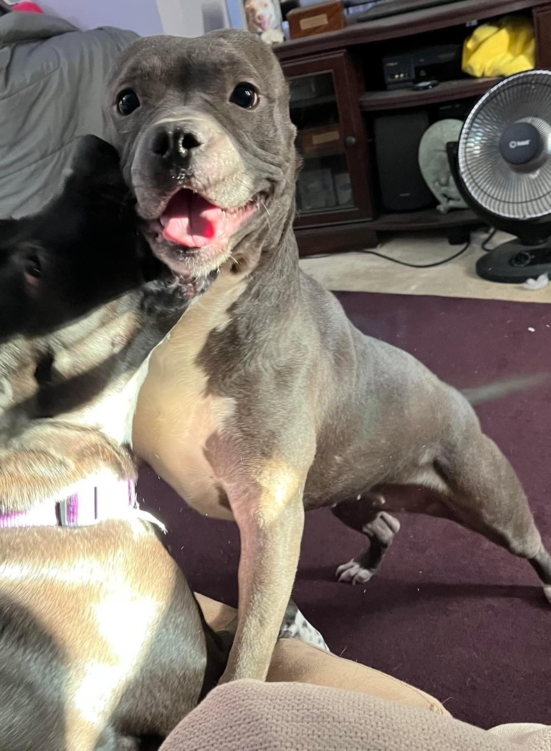 Enlarge Mary, a Adoptable Mixed Breed in Grandy, NC image 5/6