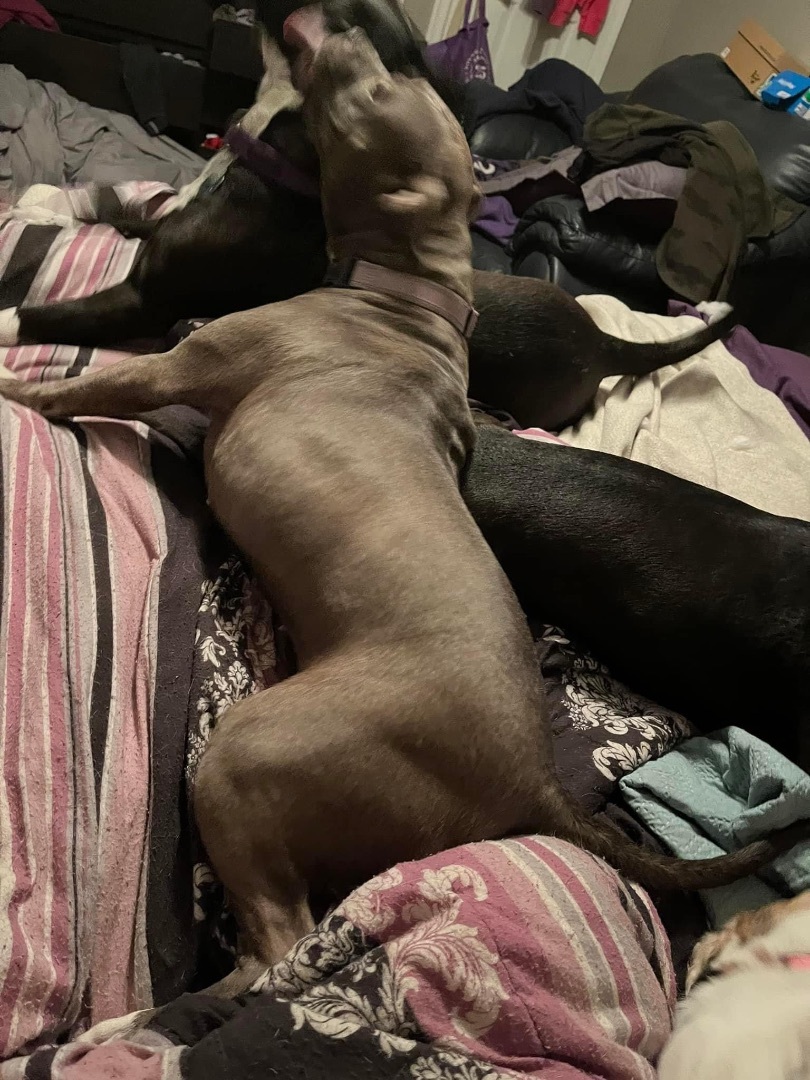 Enlarge Mary, a Adoptable Mixed Breed in Grandy, NC image 6/6