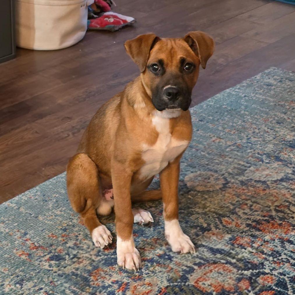 Tyson, Adoptable, Puppy Male Mixed Breed.
