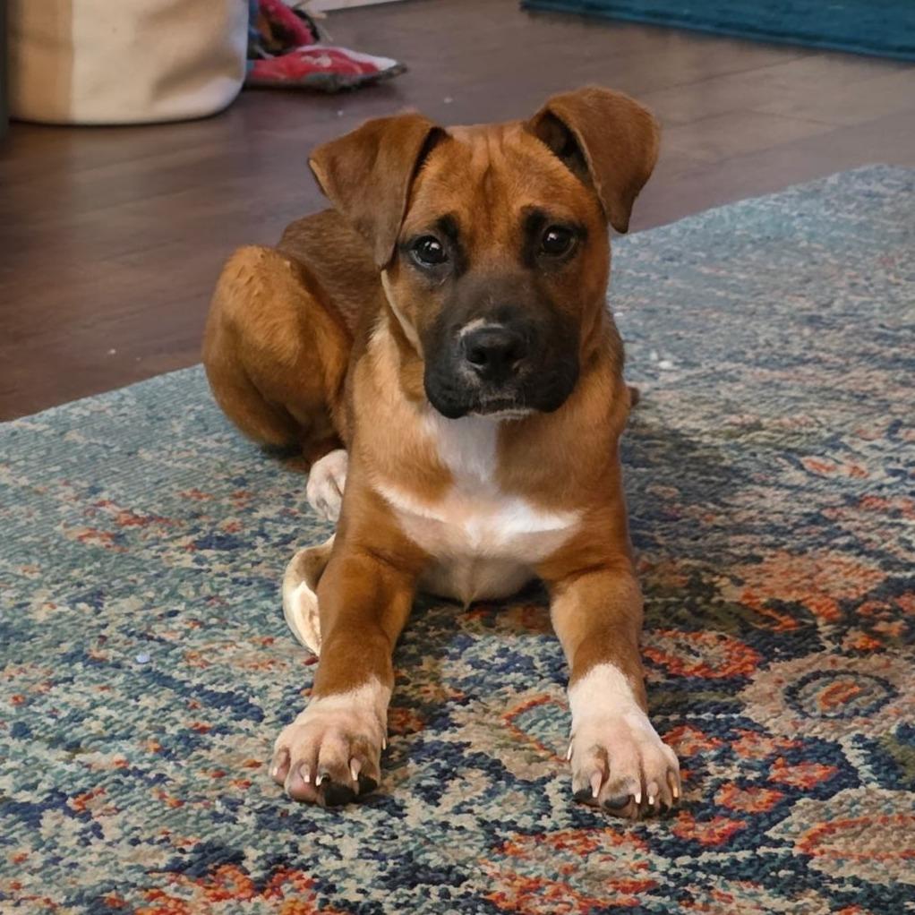 Enlarge Tyson, a Adoptable Mixed Breed in Jacksonville Beach, FL image 2/3