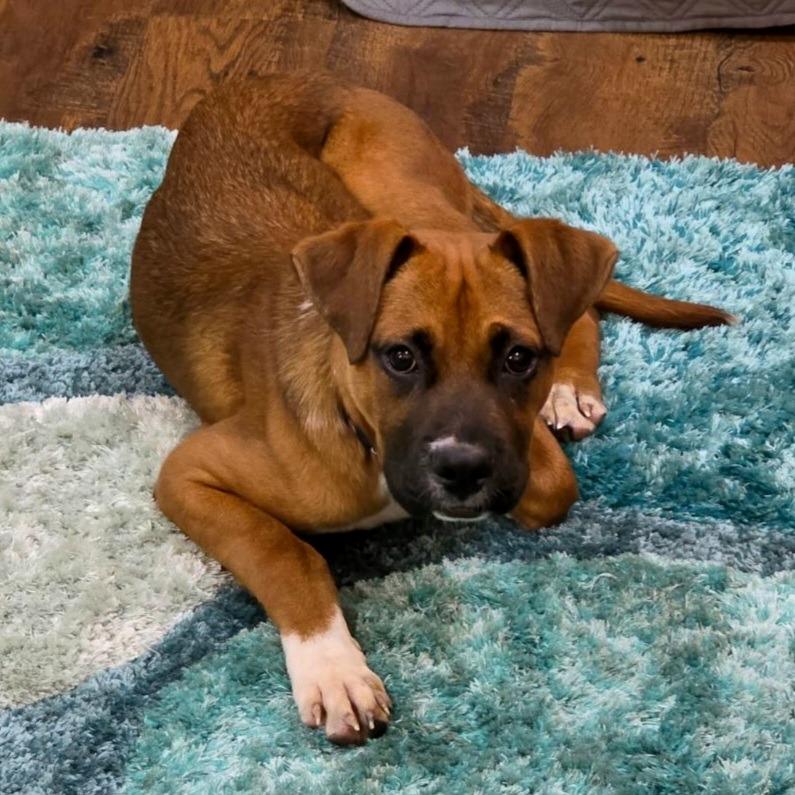 Enlarge Tyson, a Adoptable Mixed Breed in Jacksonville Beach, FL image 3/3