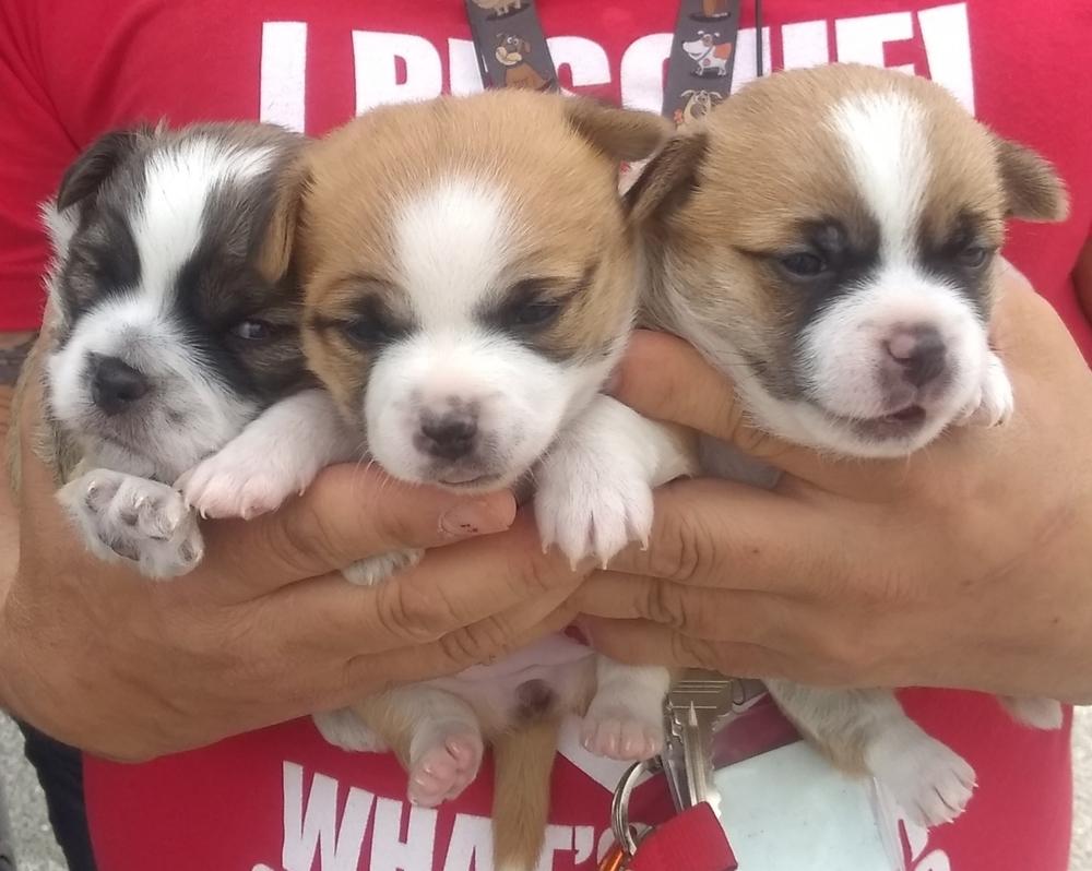 Isaiah, Adopted, Puppy Male Terrier.