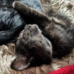 Enlarge Cardi, an adoptable Domestic Long Hair in Racine, WI image 2/4