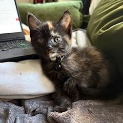 Enlarge Cardi, an adoptable Domestic Long Hair in Racine, WI image 1/4