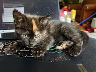 Enlarge Cardi, an adoptable Domestic Long Hair in Racine, WI image 3/4