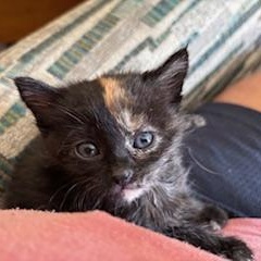 Enlarge Cardi, an adoptable Domestic Long Hair in Racine, WI image 4/4