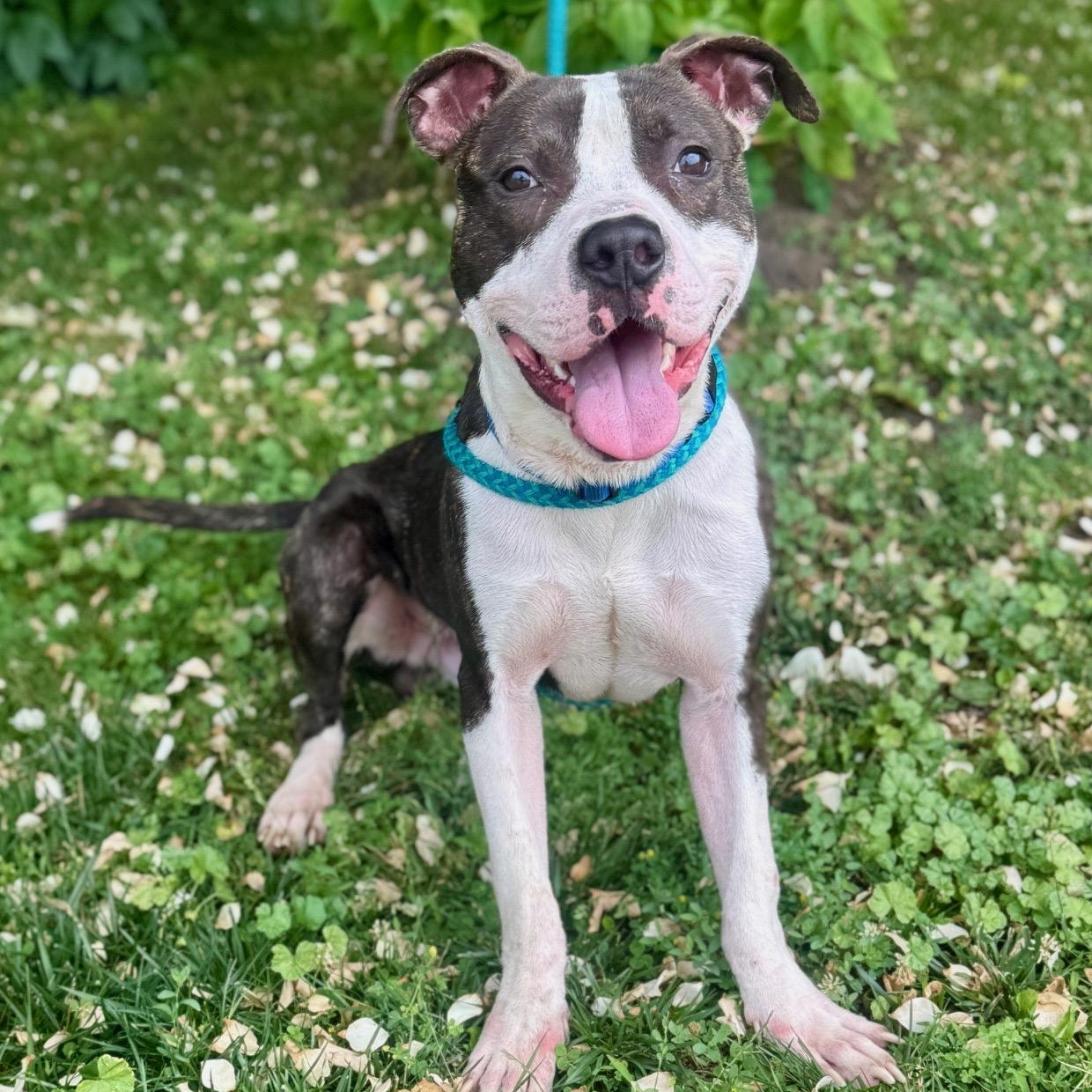 Riff Raff, Young Male Pit Bull Terrier