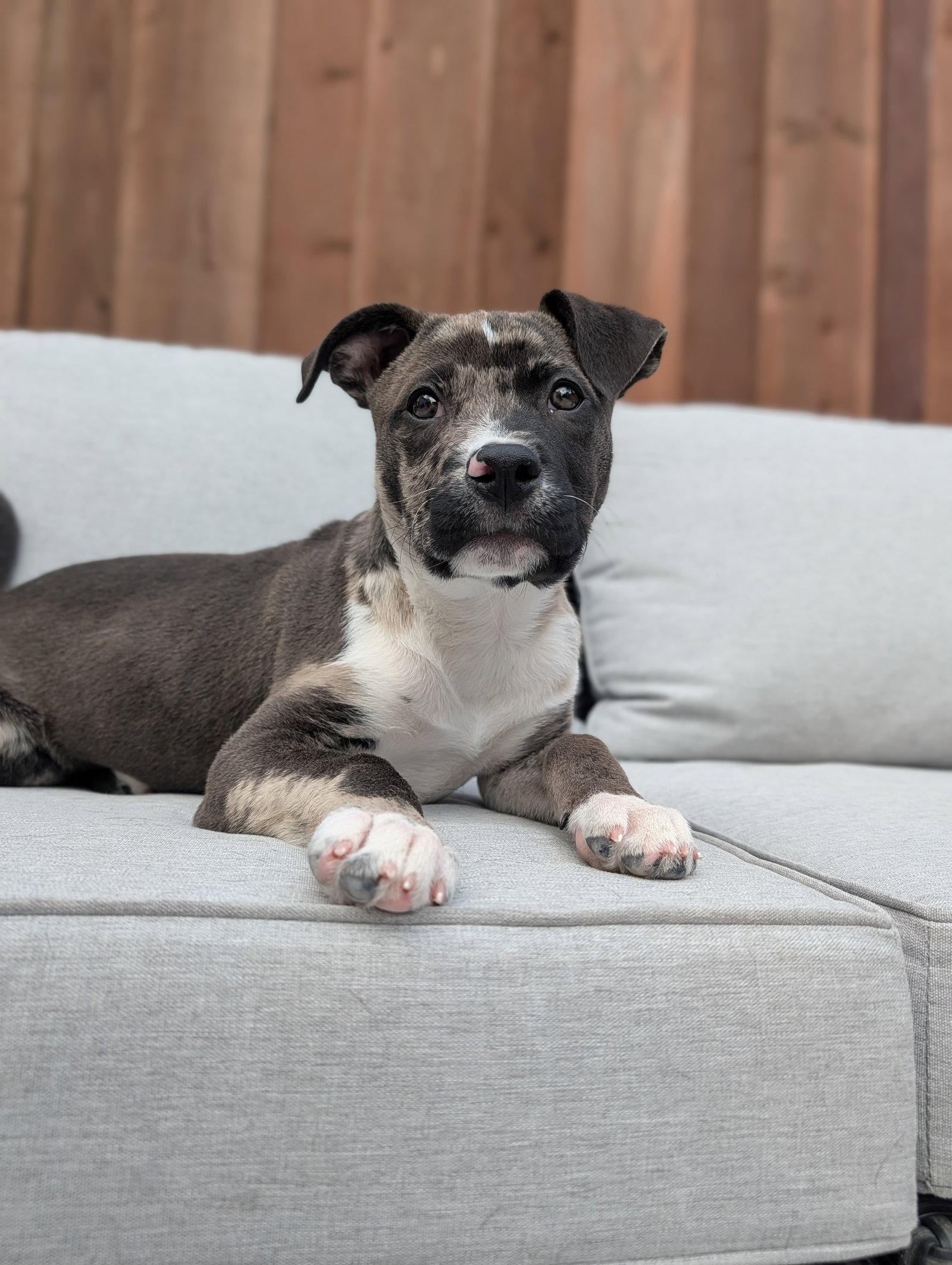 Enlarge Louie, a Adoptable Pit Bull Terrier in Sunnyvale, CA image 1/1