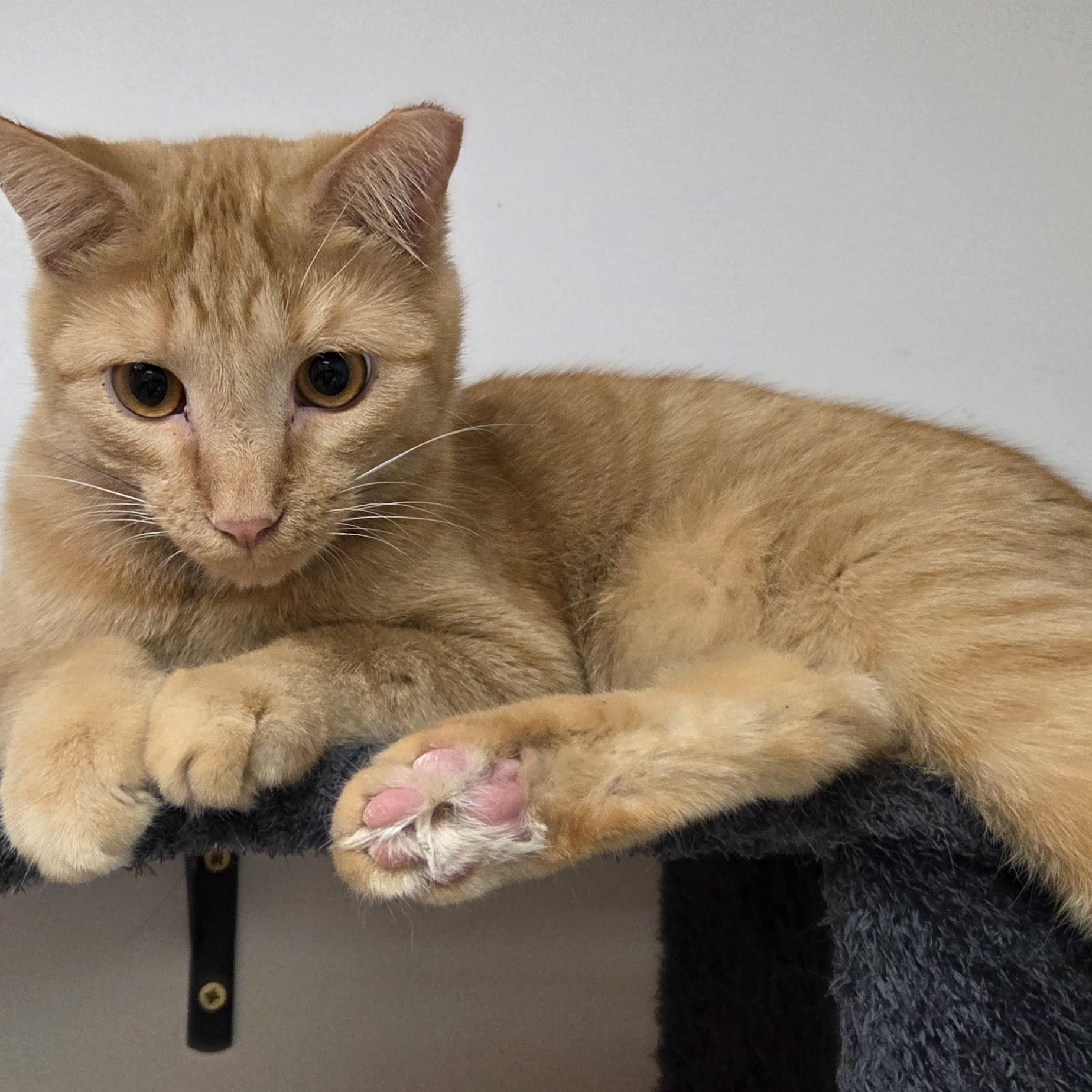 Enlarge Cheeto, a Adoptable Domestic Short Hair in Louisville, OH image 1/2