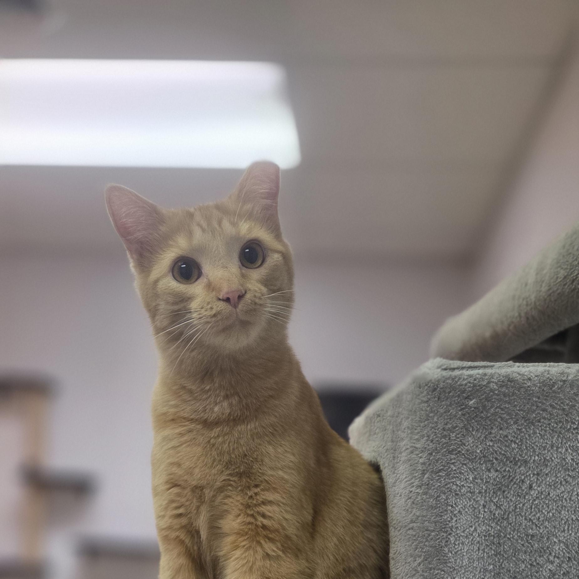 Enlarge Cheeto, a Adoptable Domestic Short Hair in Louisville, OH image 2/2