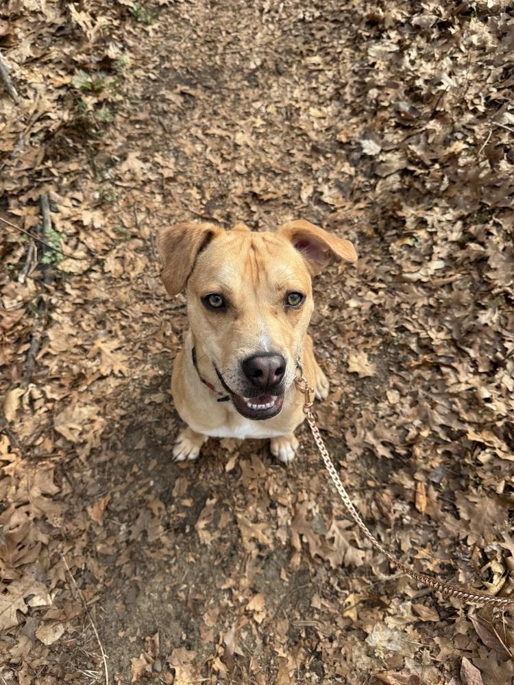 Enlarge Thor, a Adoptable mixed breed in Kalamazoo, MI image 2/5