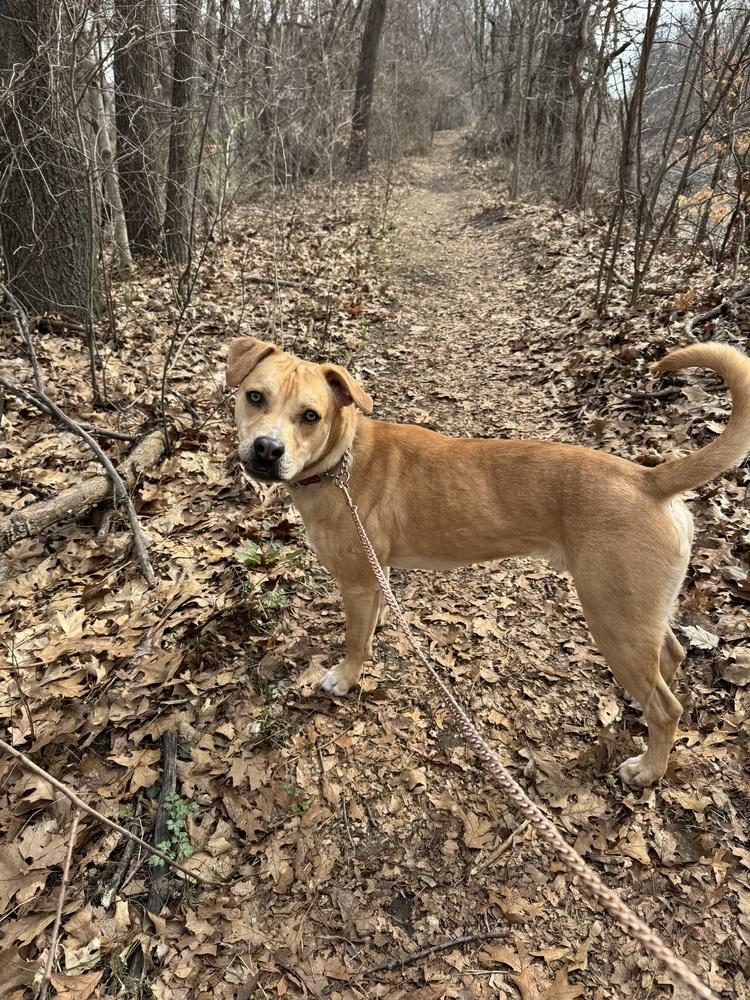 Enlarge Thor, a Adoptable mixed breed in Kalamazoo, MI image 3/5