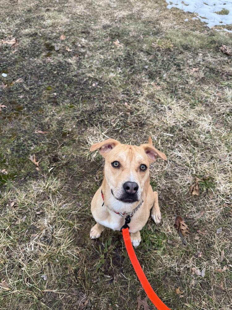 Enlarge Thor, a Adoptable mixed breed in Kalamazoo, MI image 4/5