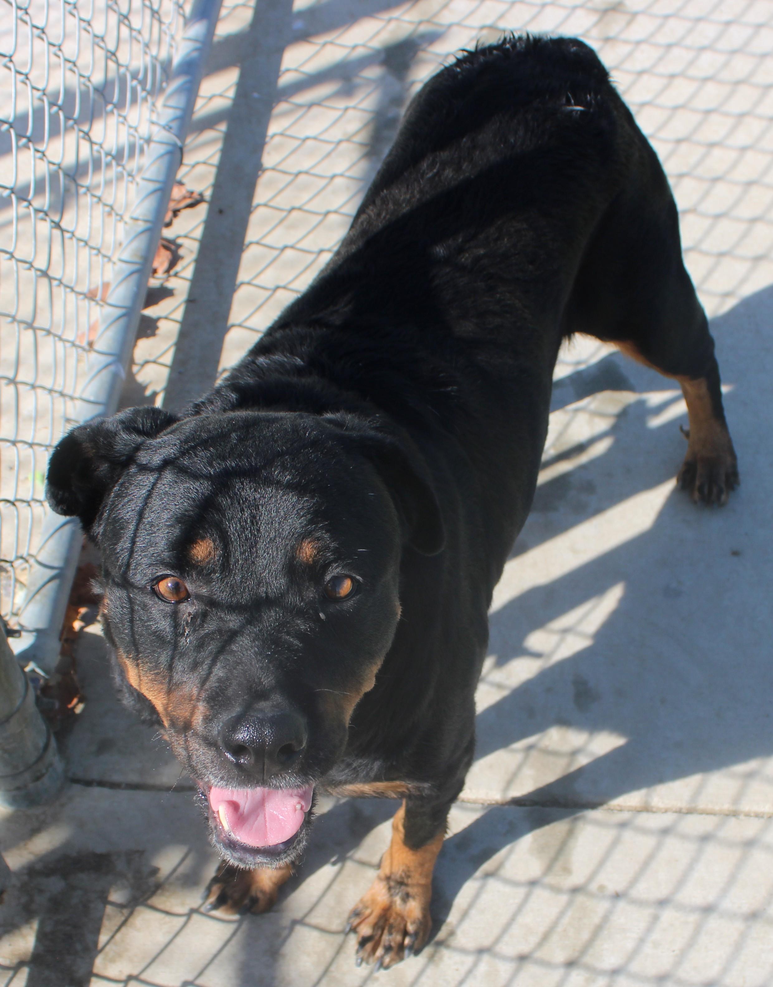 Enlarge Riri, a Adoptable Rottweiler in Wasco, CA image 4/6