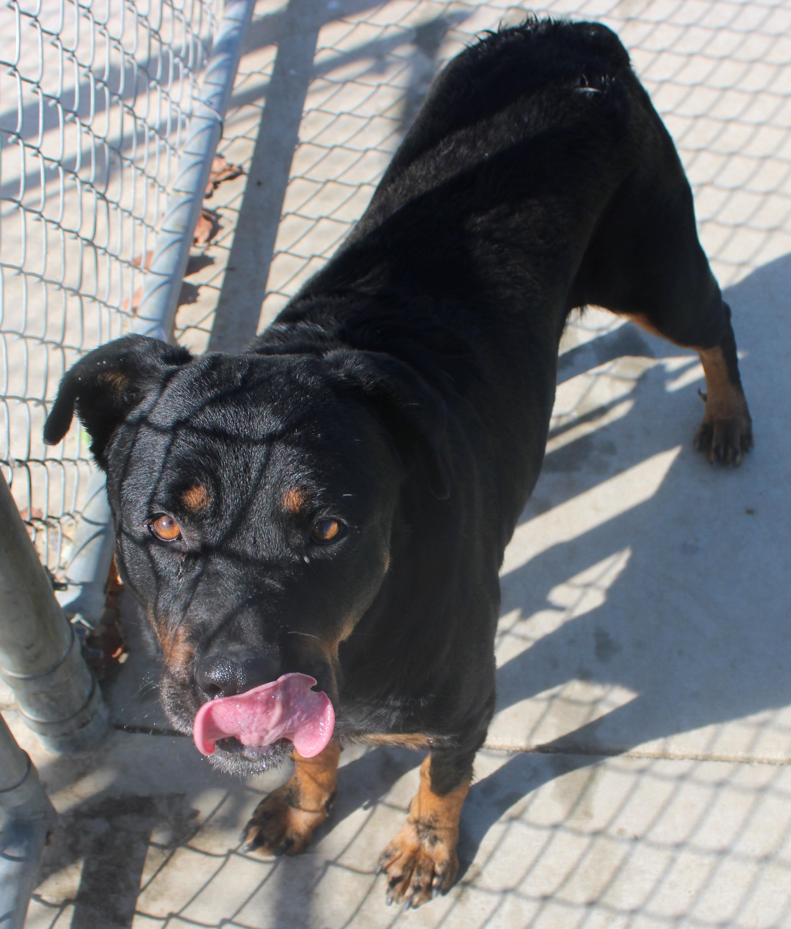 Enlarge Riri, a Adoptable Rottweiler in Wasco, CA image 5/6