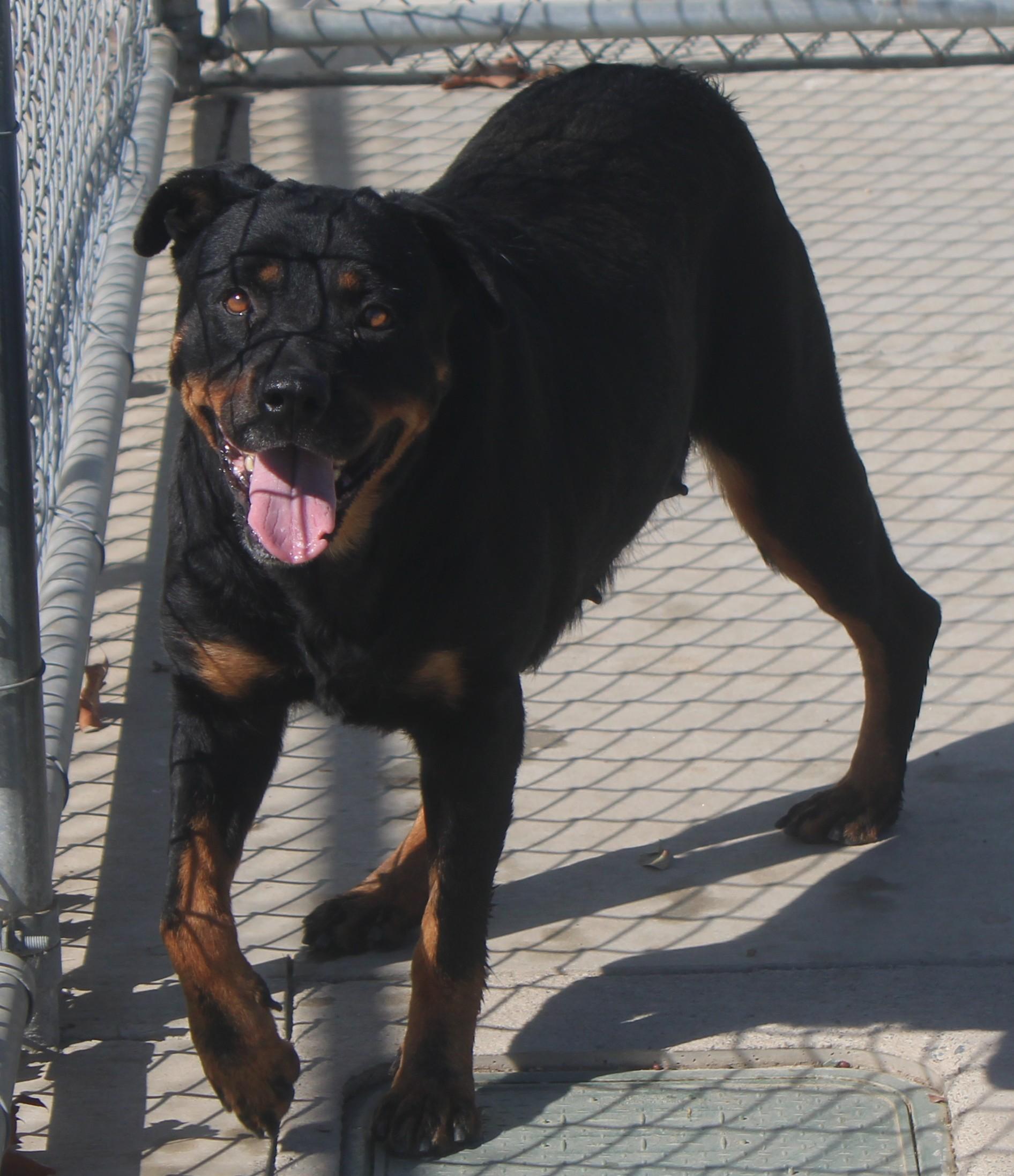 Riri, Adoptable, Adult Female Rottweiler.