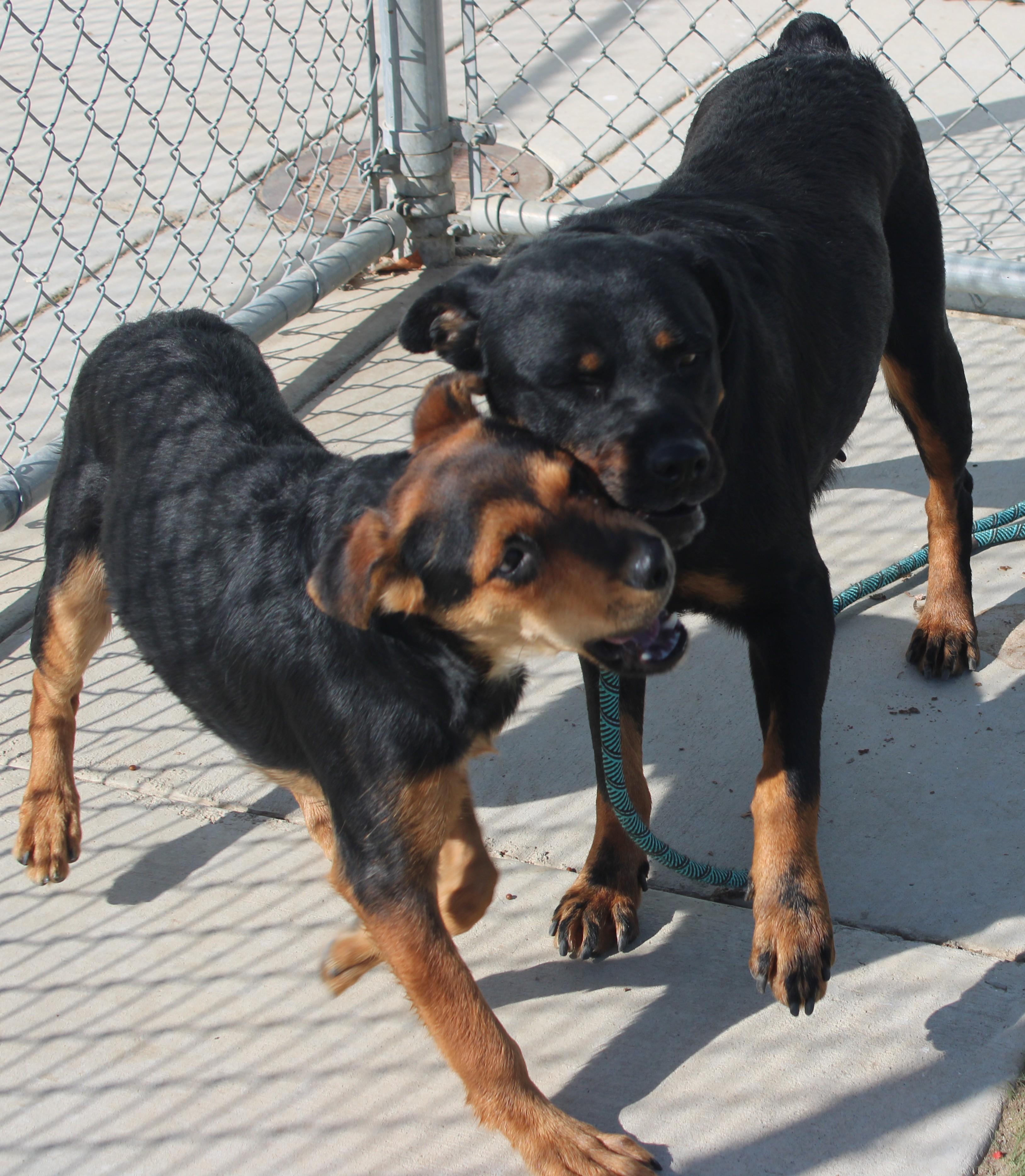 Riri, Adoptable, Adult Male Rottweiler.